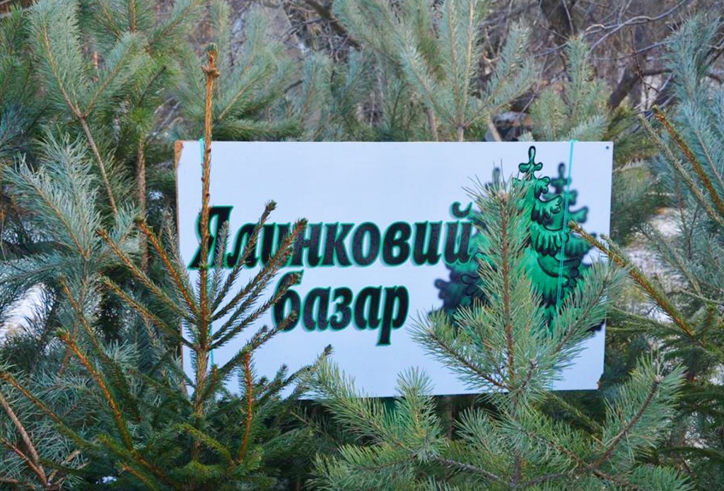 В Ужгороді визначили місця продажу новорічних ялинок