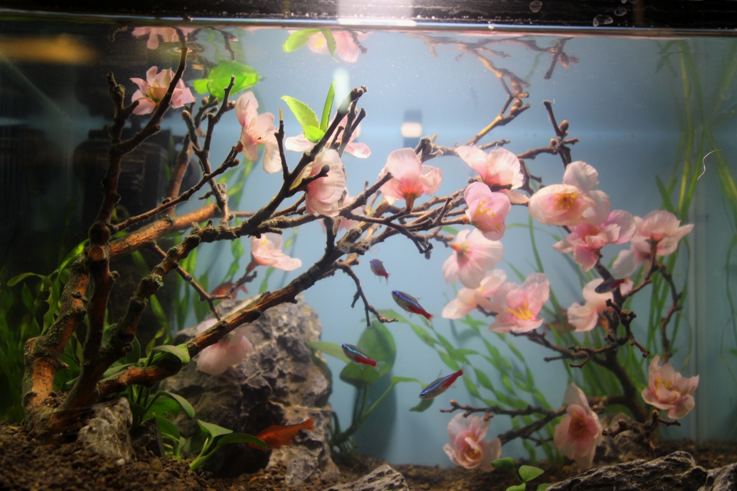 В Ужгороді сакури можна побачити навіть в акваріумі – відкрилася виставка