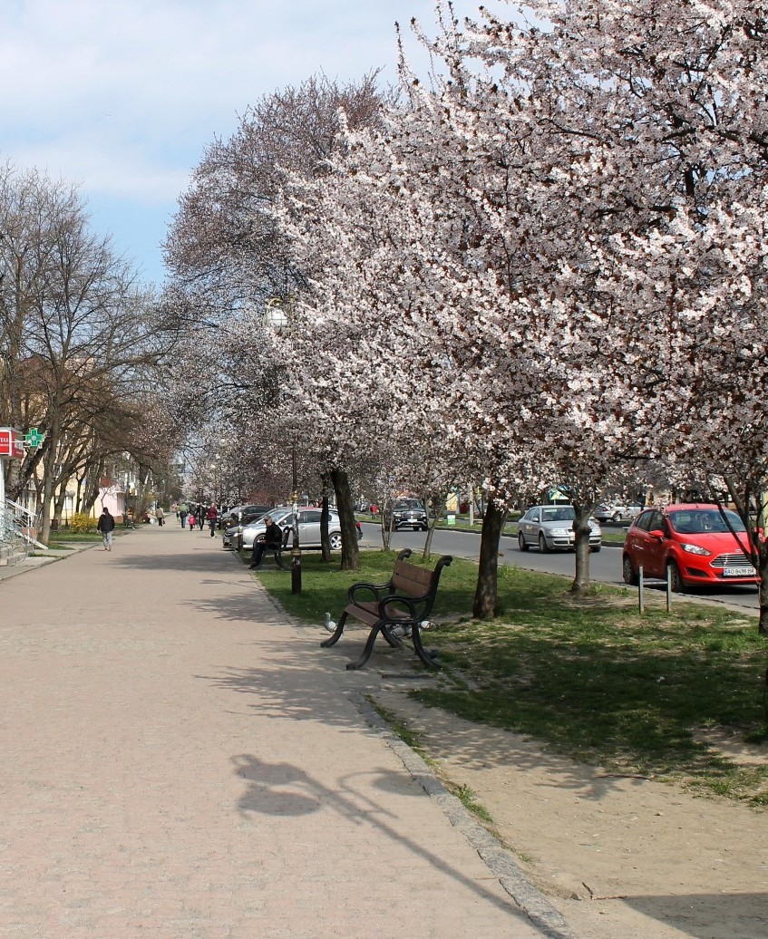 Потепліло і Ужгород буквально вибухнув весняним цвітінням! 