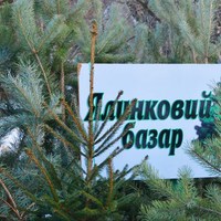 В Ужгороді визначили місця продажу новорічних ялинок