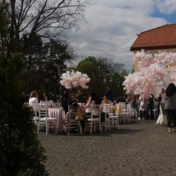 В Ужгороді – фестиваль рожевого вина «Sakura Wine»