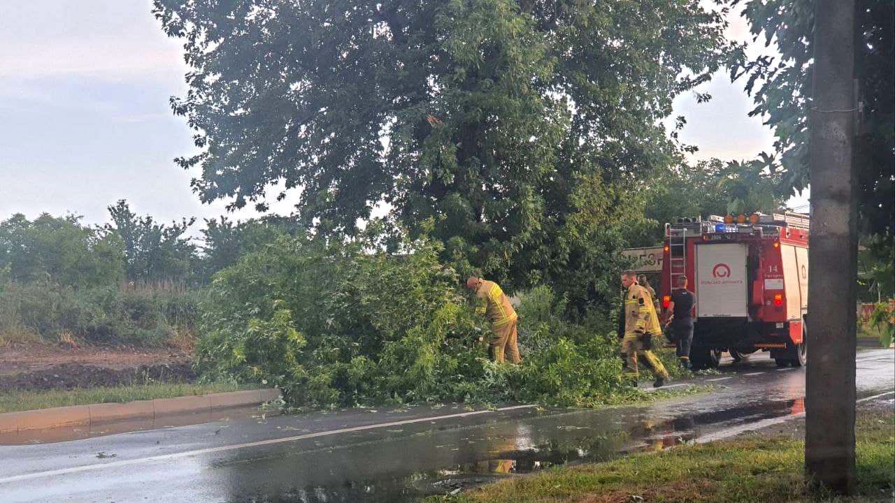 В Ужгороді через негоду впали 7 дерев, одне на машину