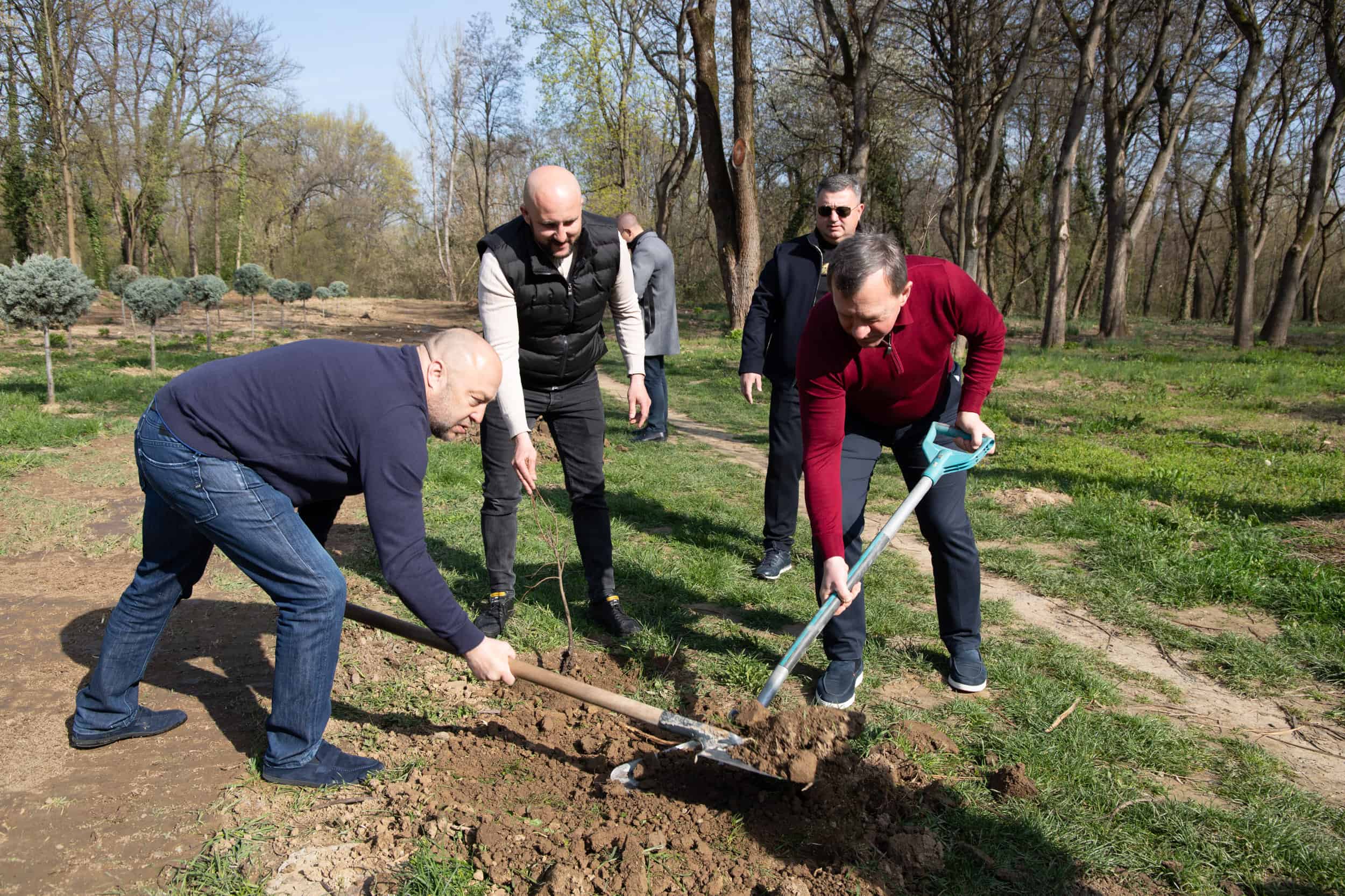 30 саджанців, вирощених із жолудів дуба Шевченка, висадили сьогодні в Ужгороді у Боздоському парку