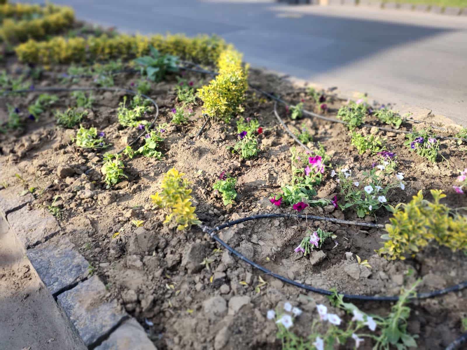 В Ужгороді крадуть рослини із міських клумб