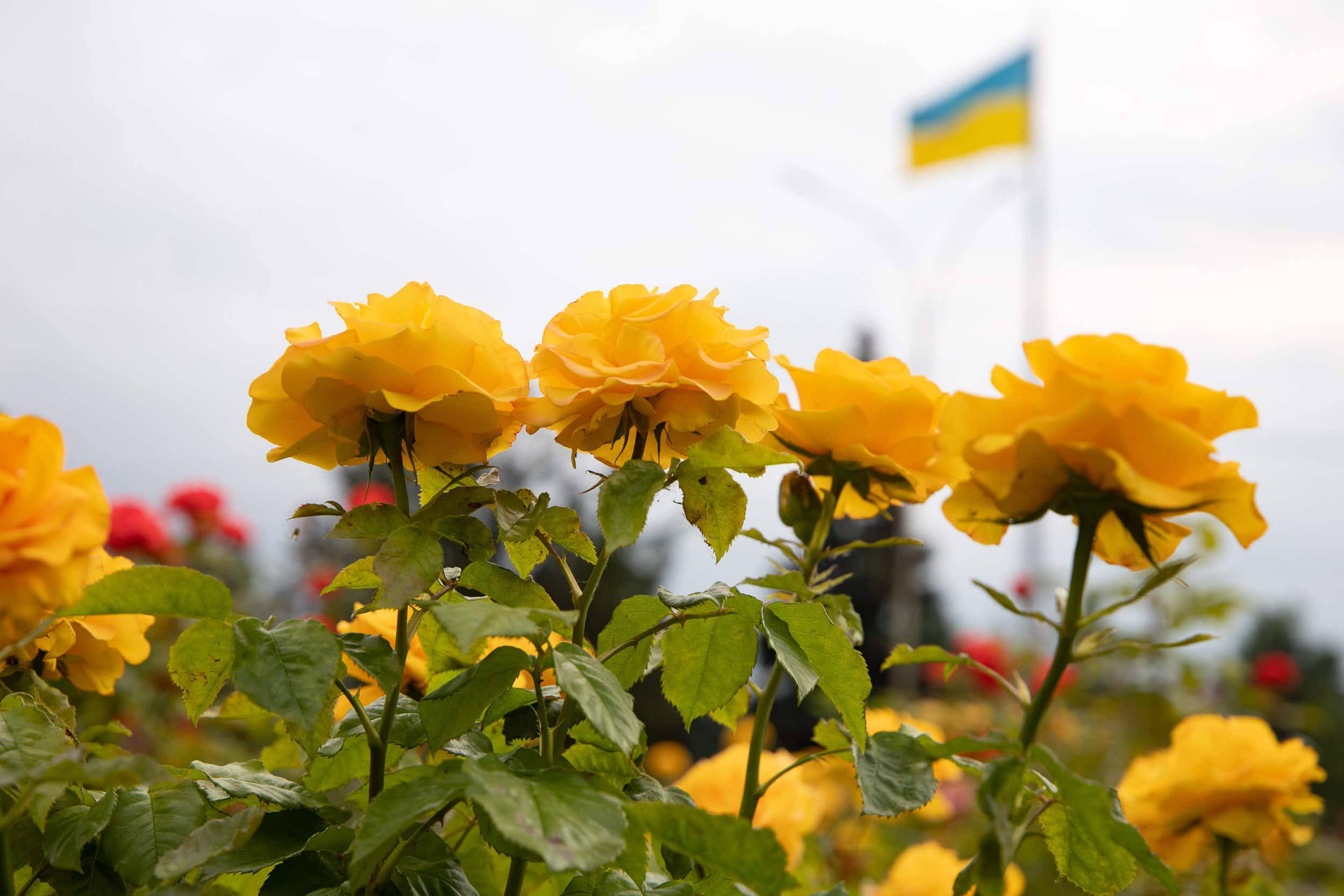 В Ужгороді на площі Богдана Хмельницького квітнуть троянди, які торік передали з Донеччини