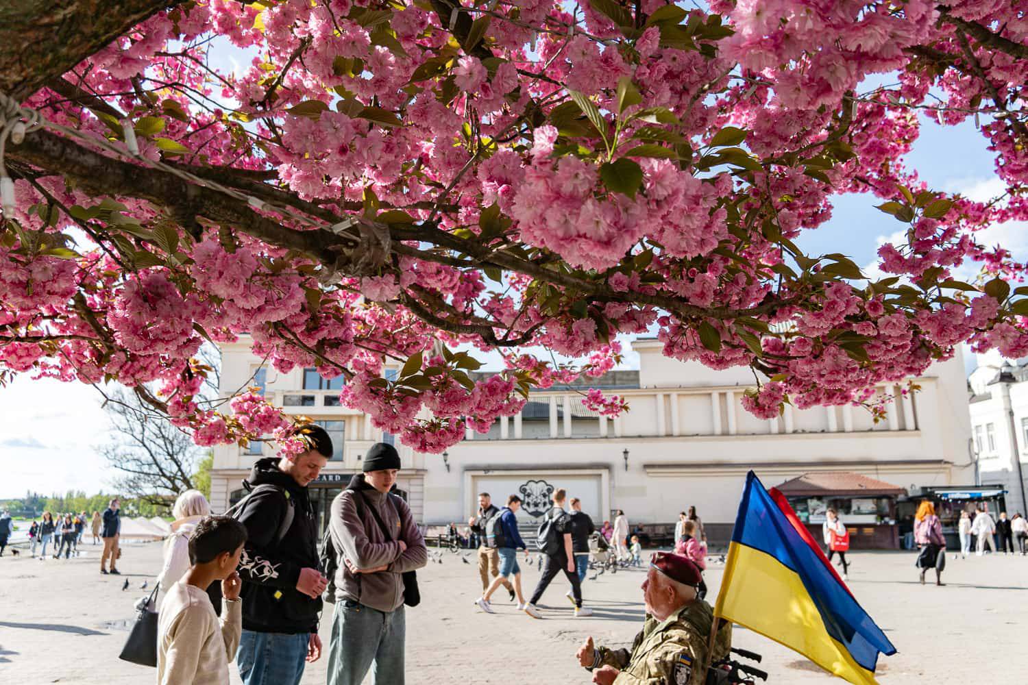 Неймовірна  краса весняного Ужгорода  – на вулицях старовинного міста пишно розквітли сакури
