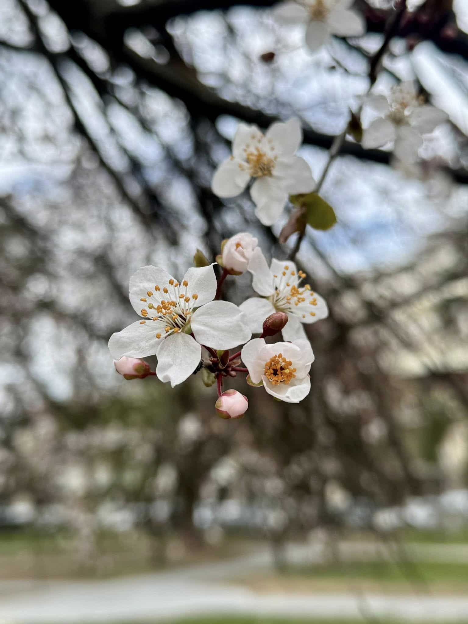 Ужгород починає квітнути!