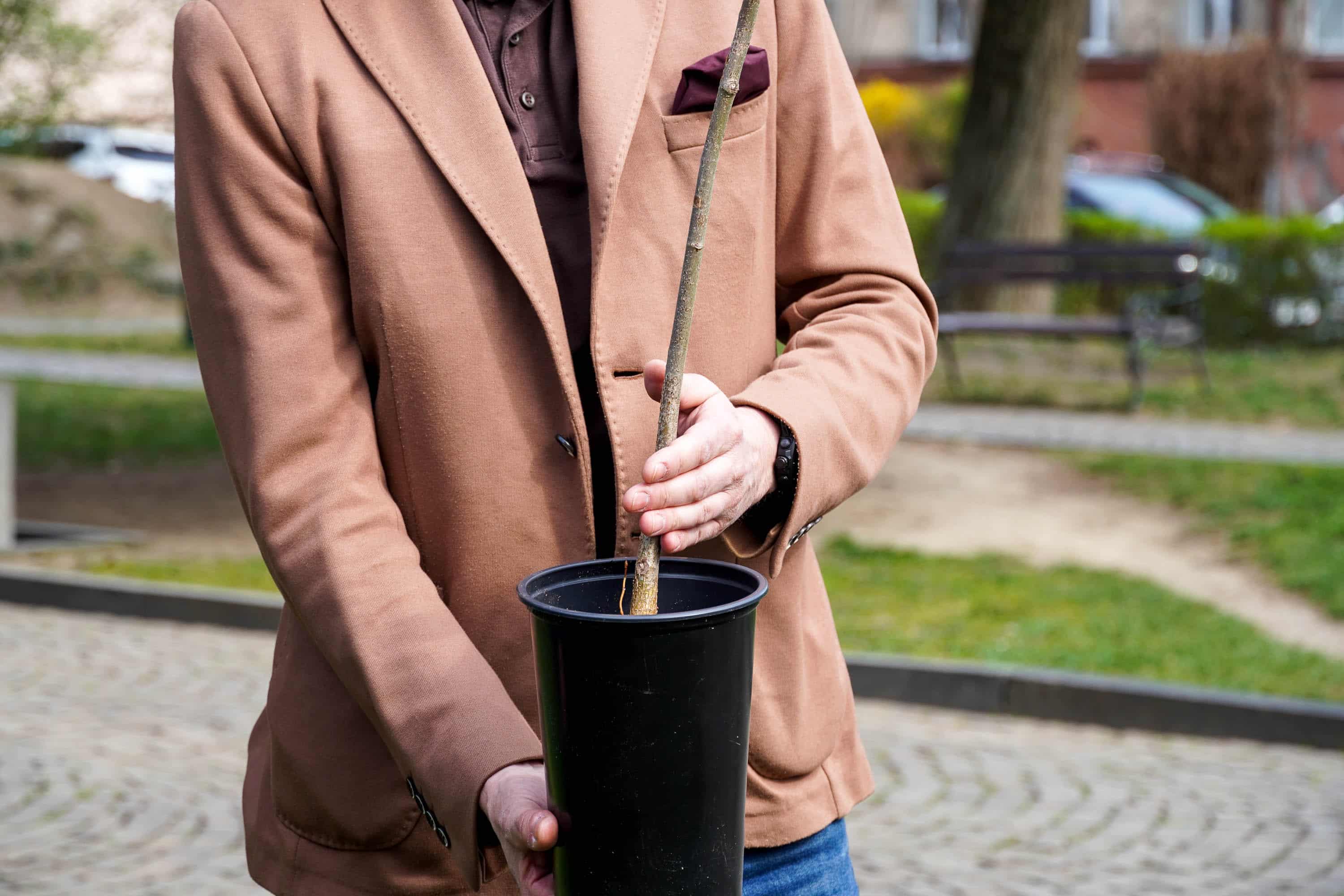 Символ дружби і партнерства: в Ужгороді висадили липу разом із делегацією краю Височина