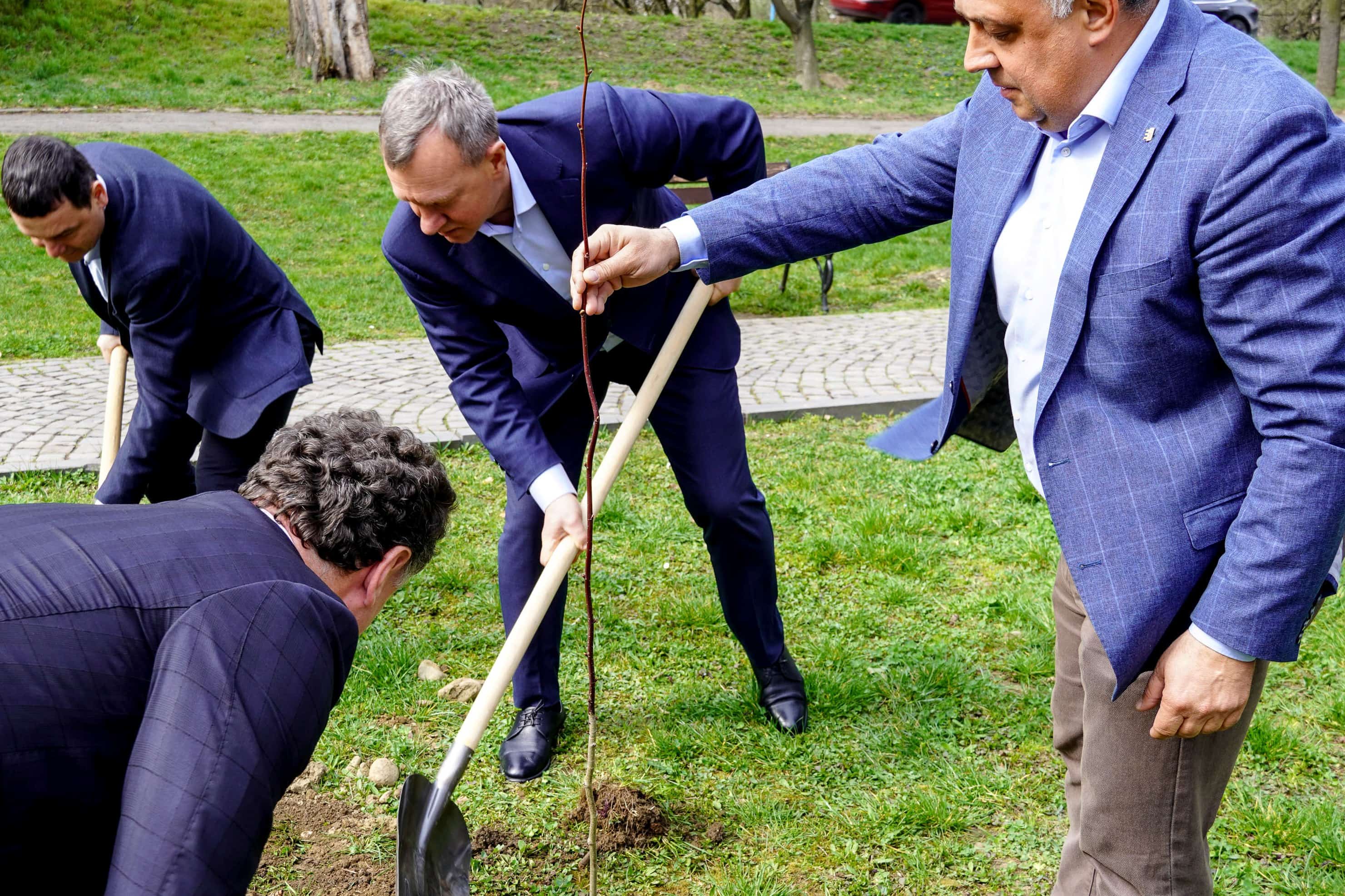 Символ дружби і партнерства: в Ужгороді висадили липу разом із делегацією краю Височина