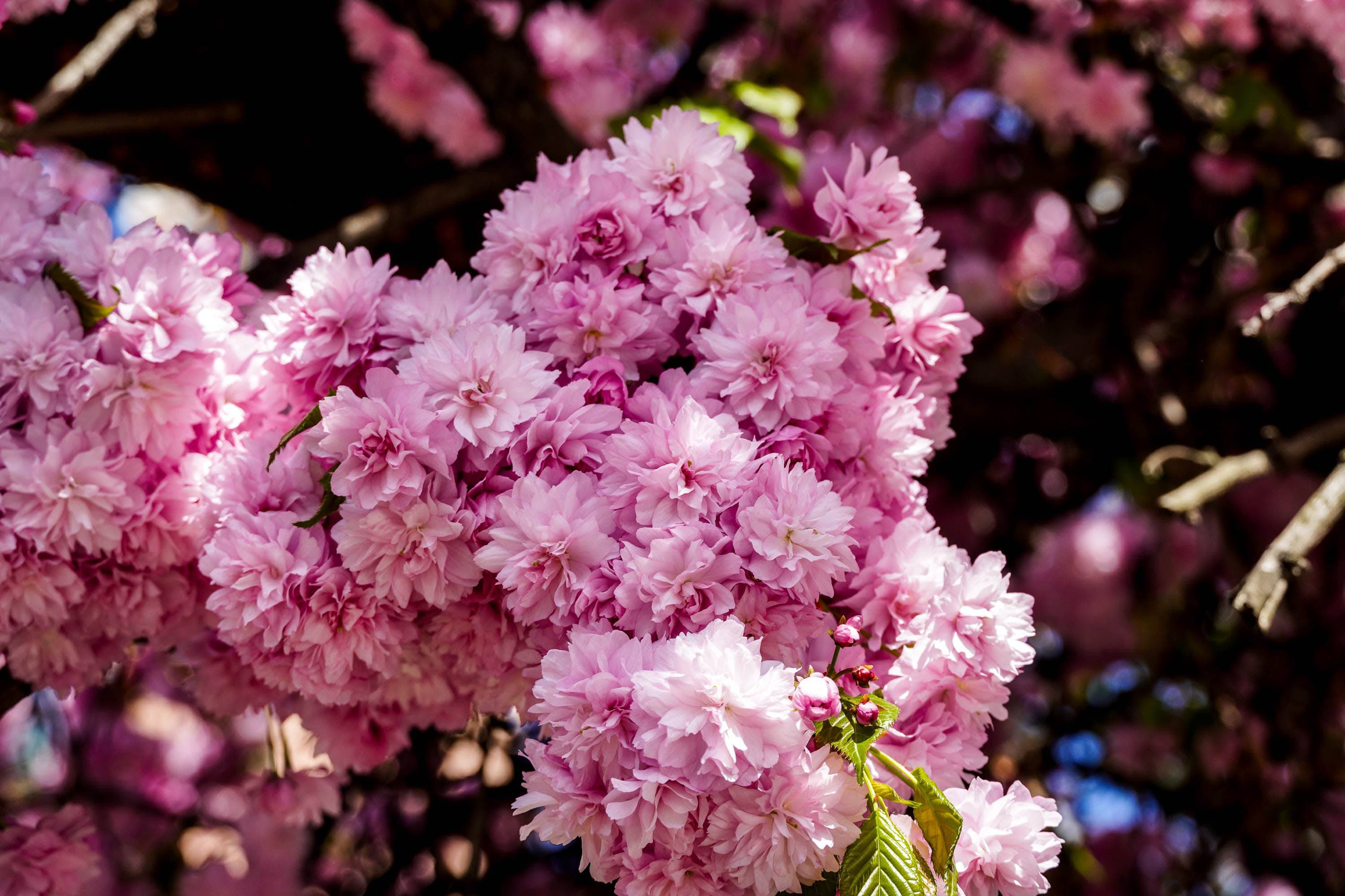 Ужгород готується до пишного цвітіння сакур