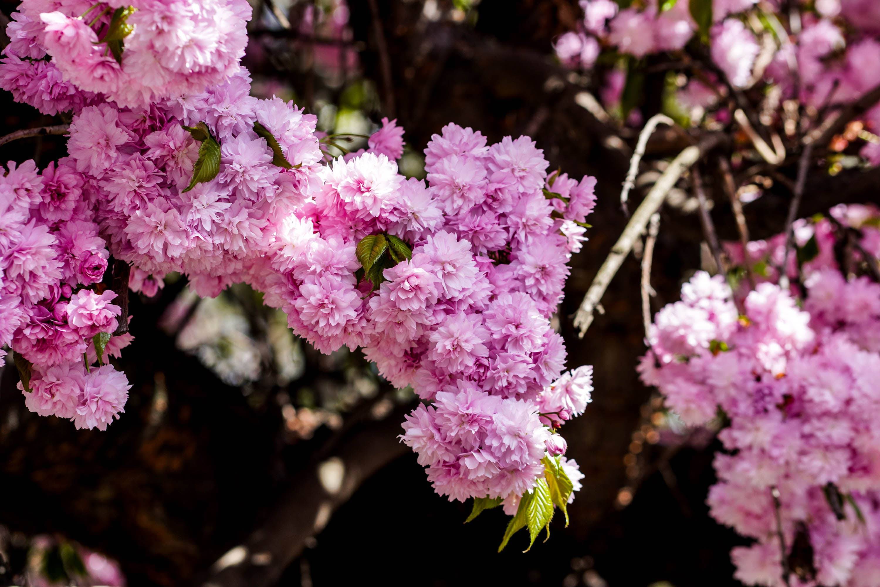 Ужгород готується до пишного цвітіння сакур