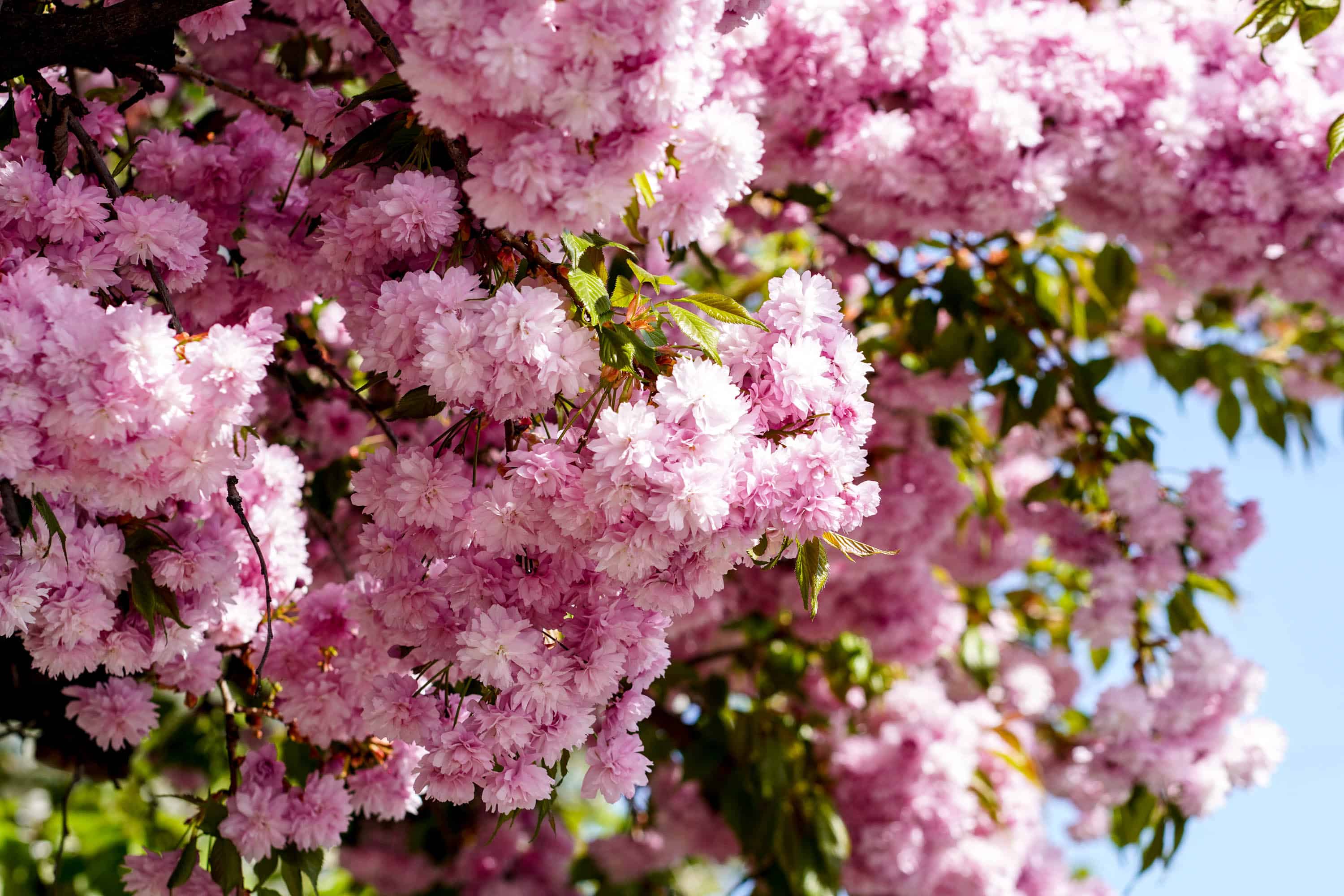 Ужгород готується до пишного цвітіння сакур