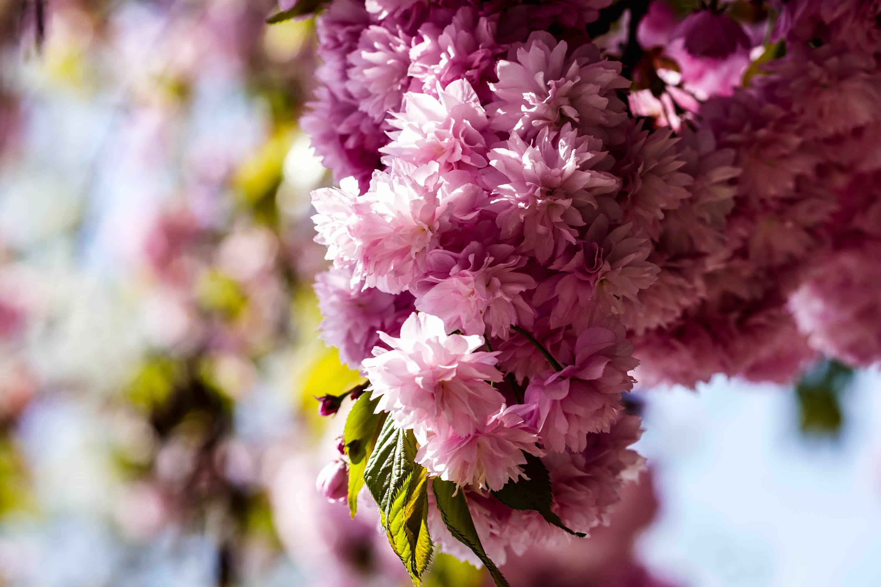 Ужгород готується до пишного цвітіння сакур