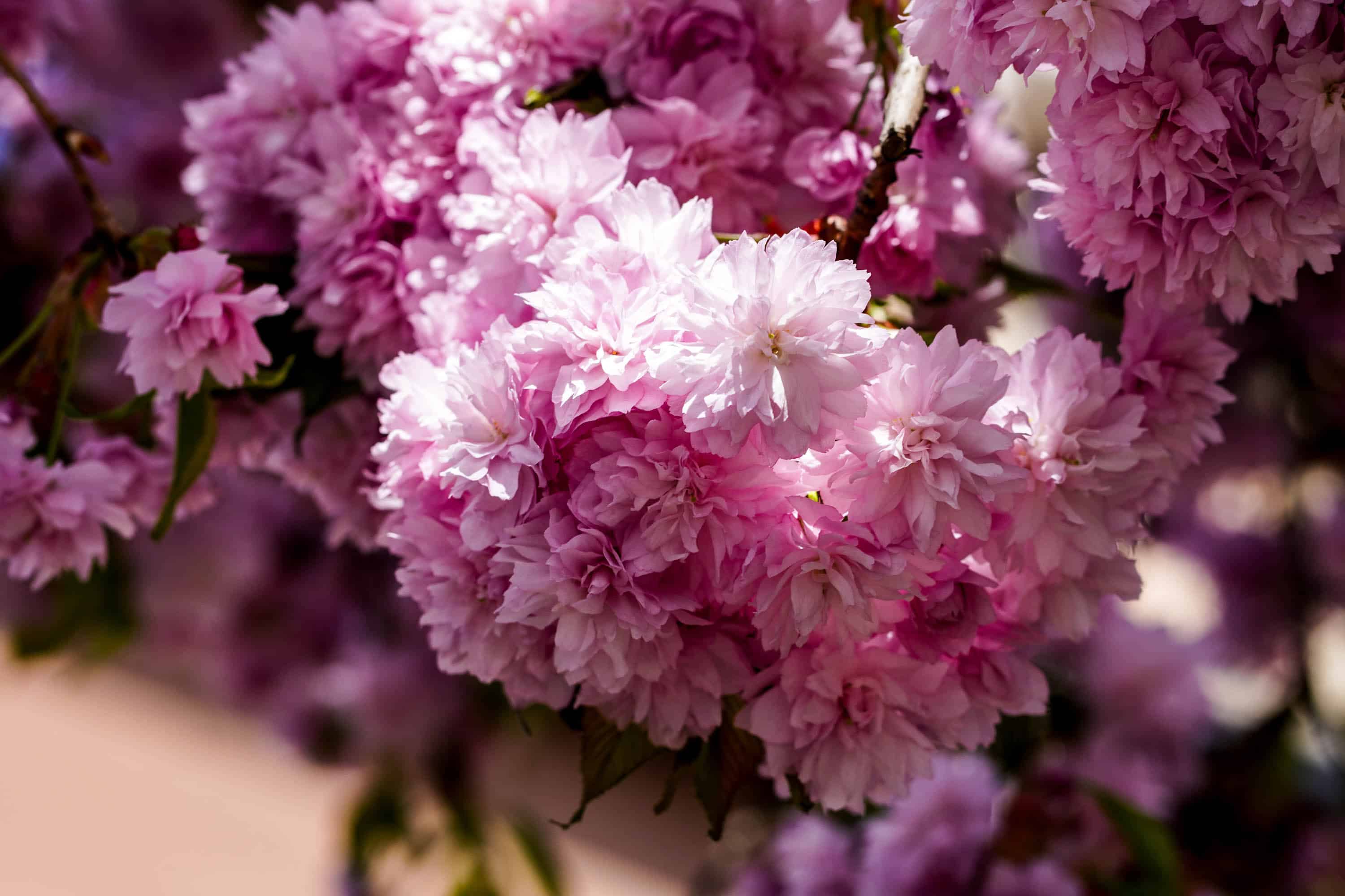 Ужгород готується до пишного цвітіння сакур