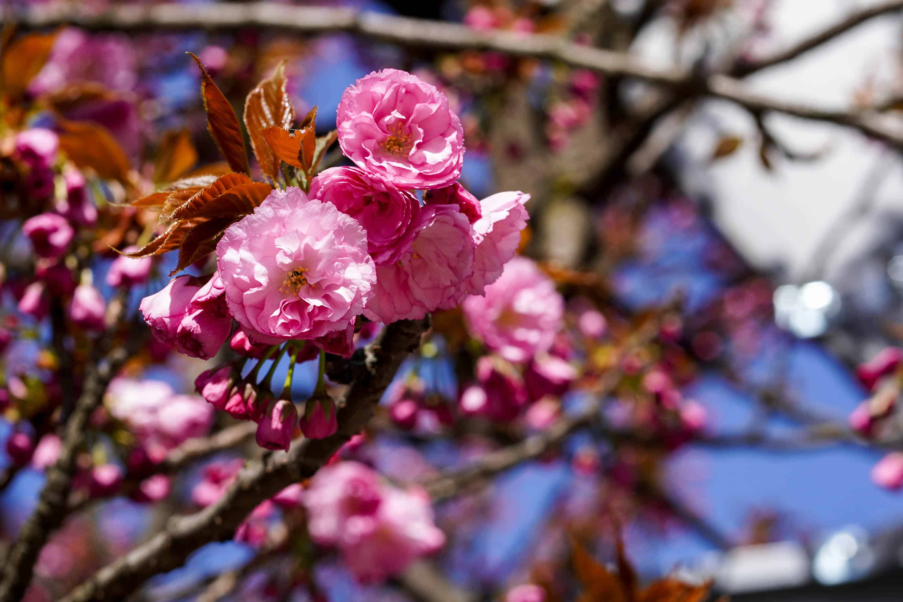 Ужгород готується до пишного цвітіння сакур
