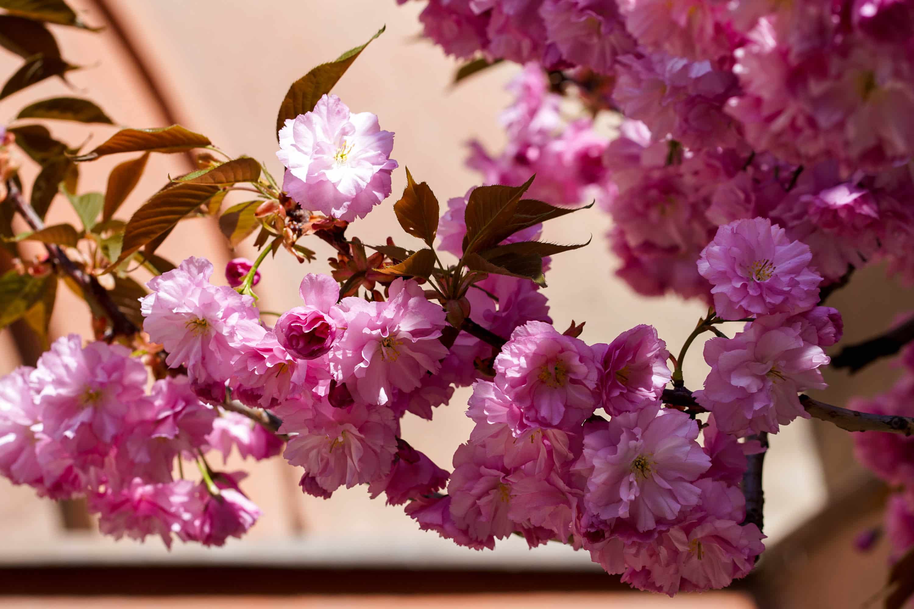 Ужгород готується до пишного цвітіння сакур