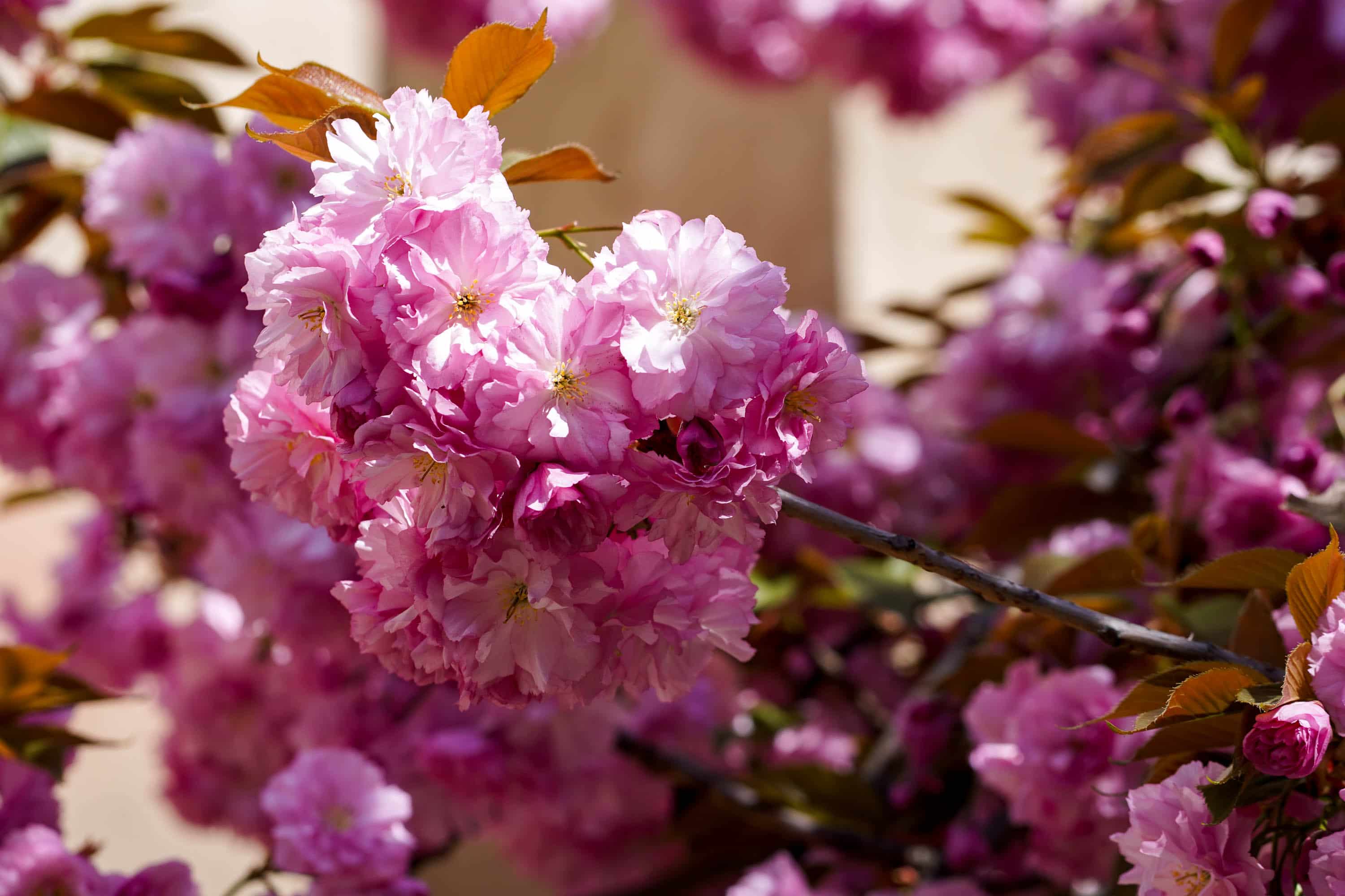 Ужгород готується до пишного цвітіння сакур