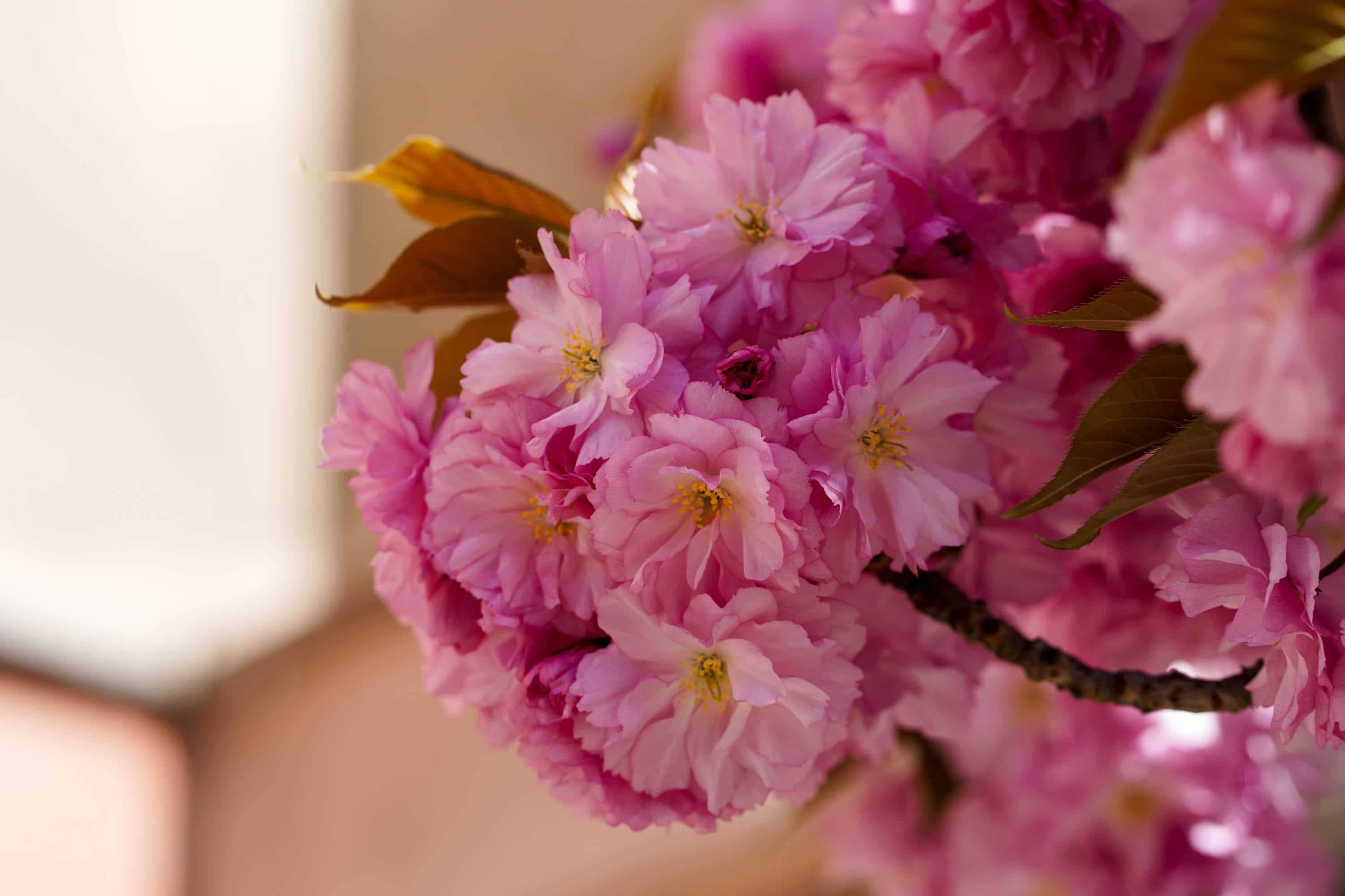 Ужгород готується до пишного цвітіння сакур