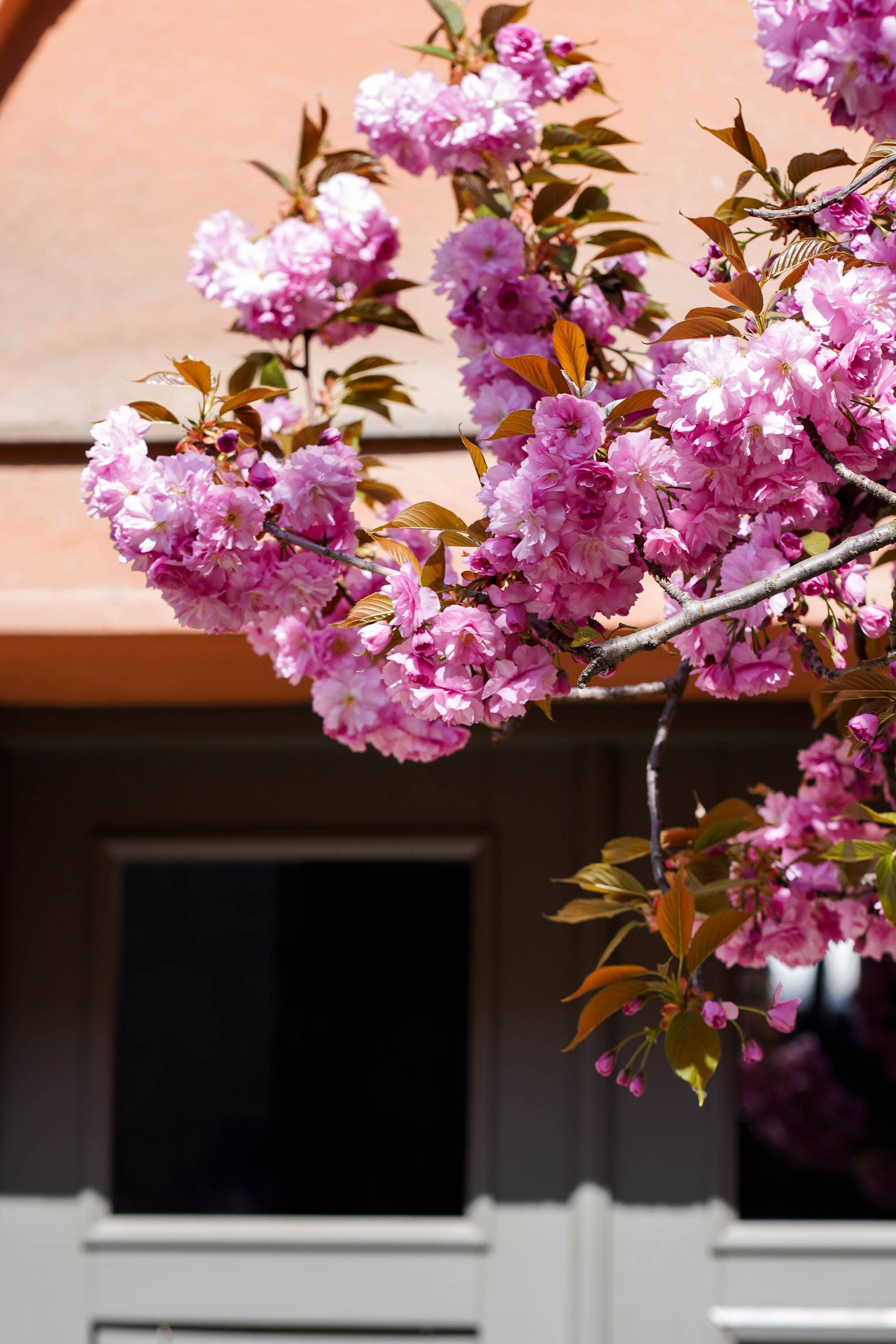 Ужгород готується до пишного цвітіння сакур