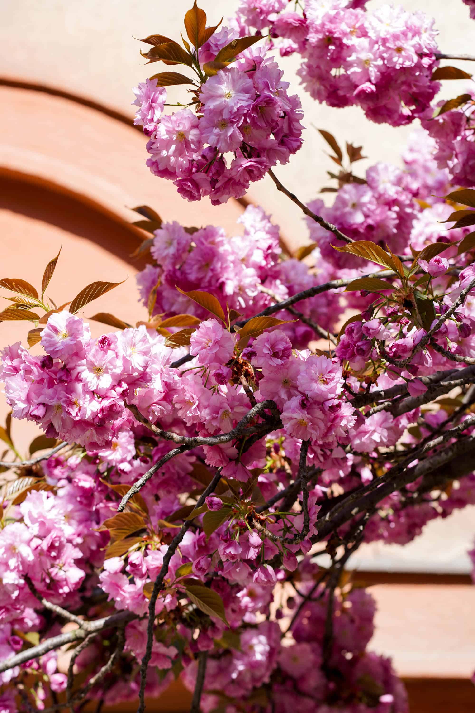 Ужгород готується до пишного цвітіння сакур