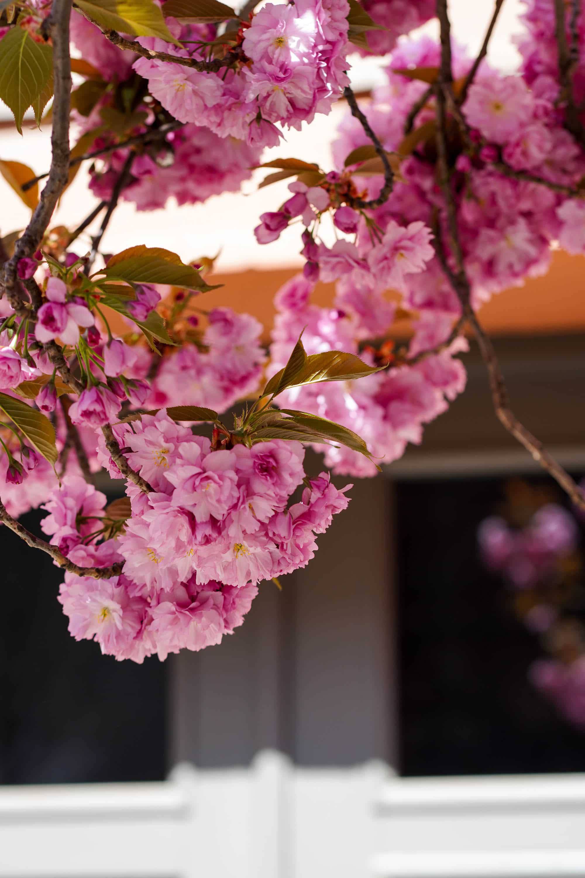 Ужгород готується до пишного цвітіння сакур