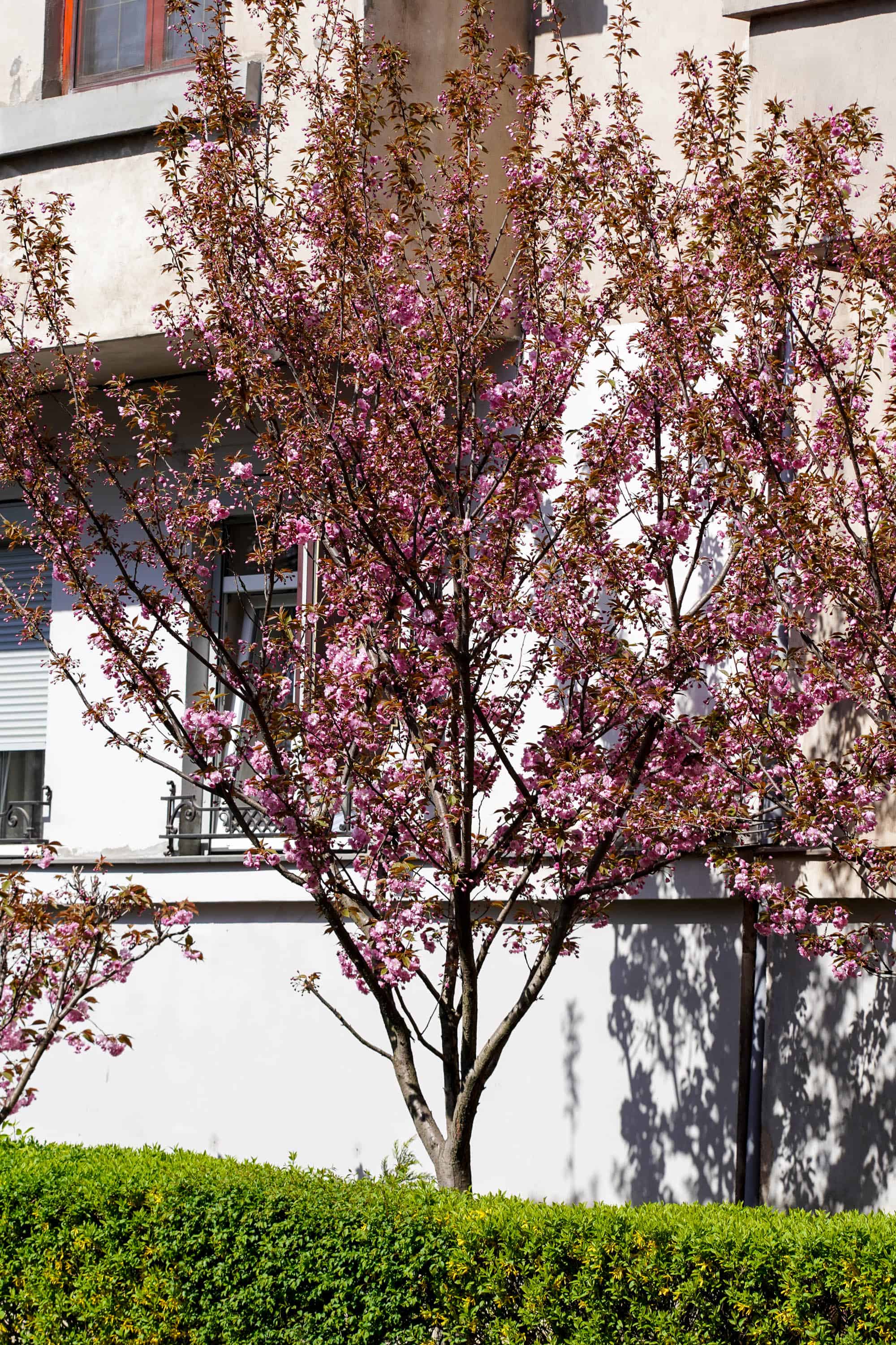 Ужгород готується до пишного цвітіння сакур