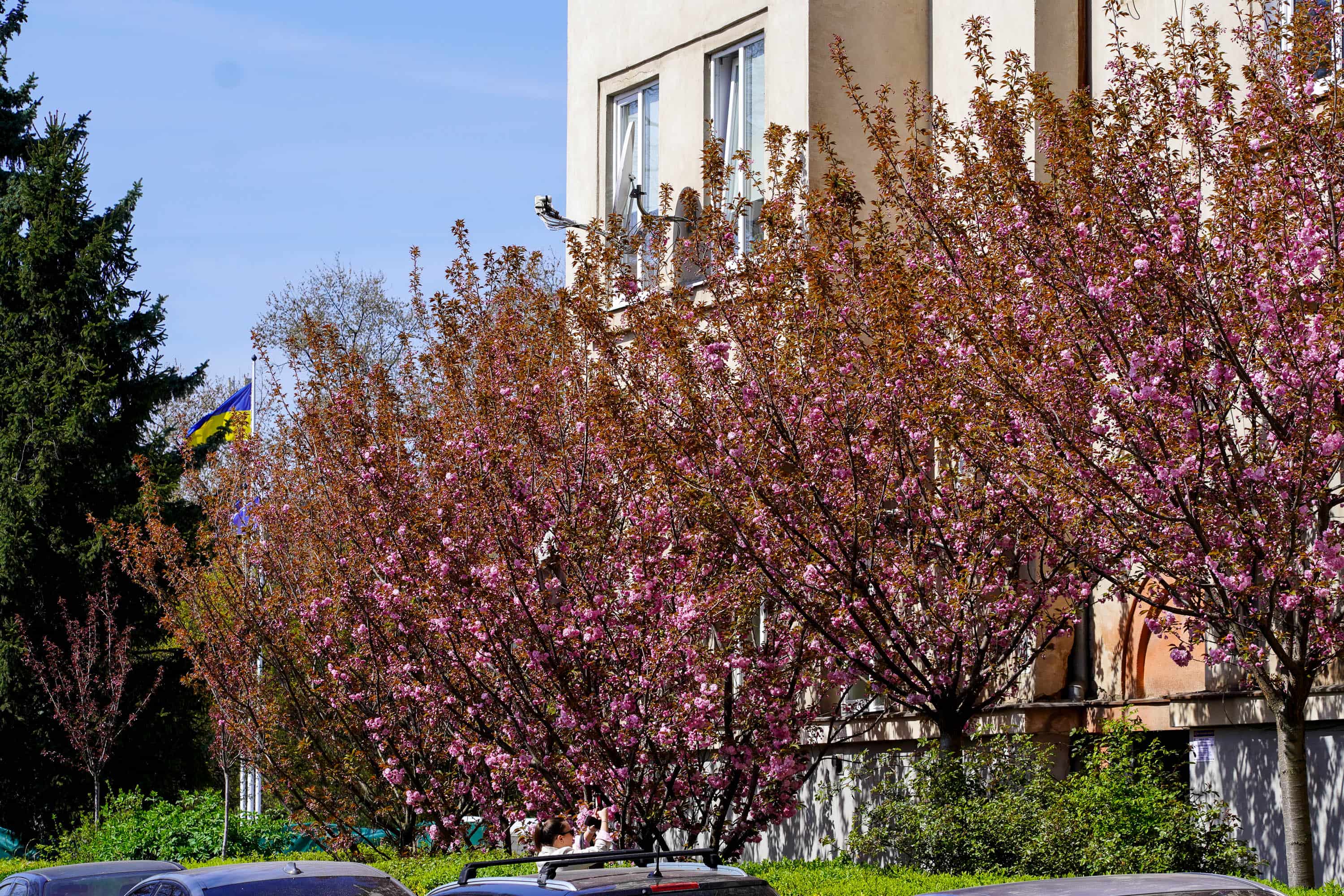 Ужгород готується до пишного цвітіння сакур