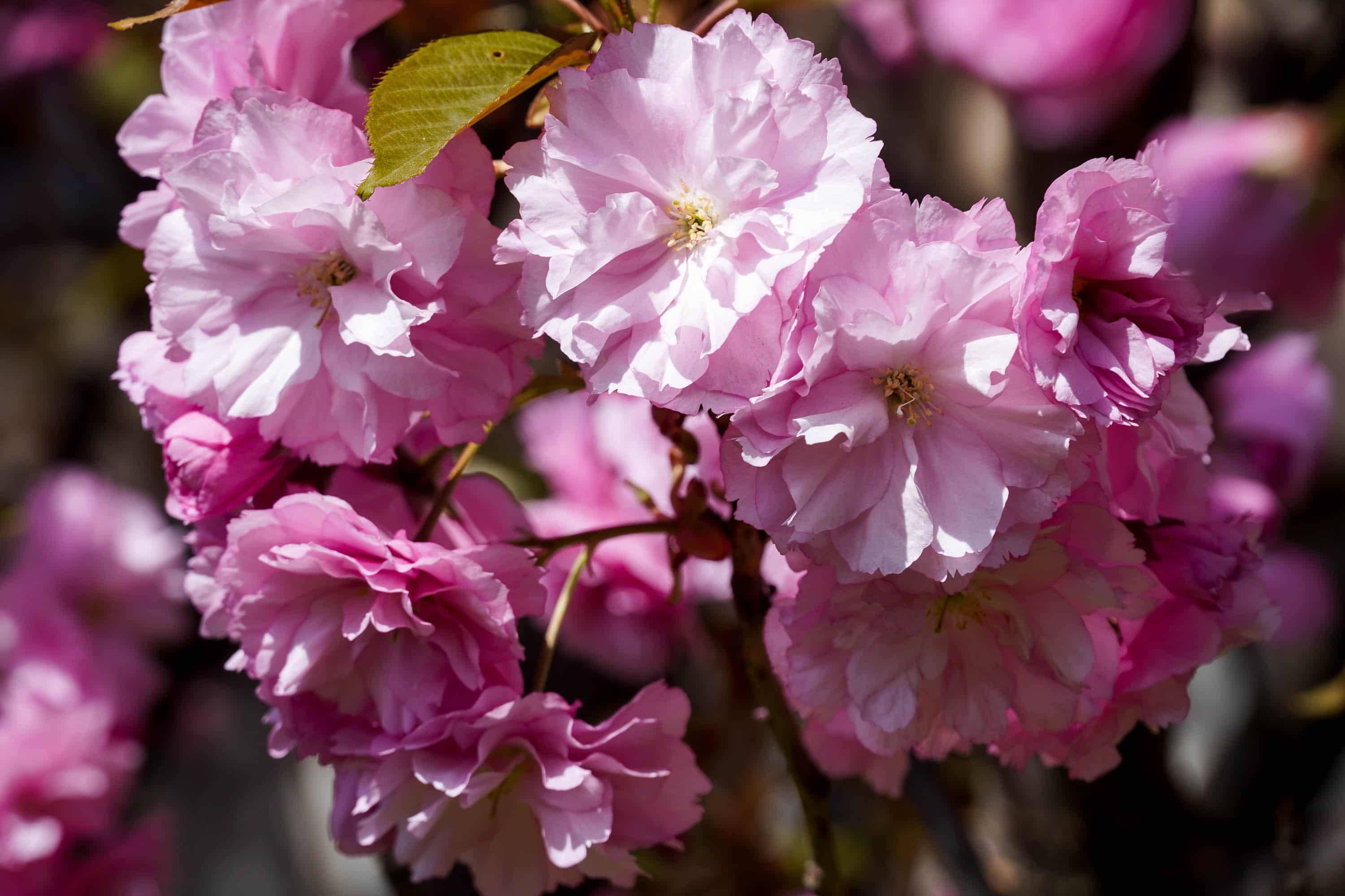 Ужгород готується до пишного цвітіння сакур