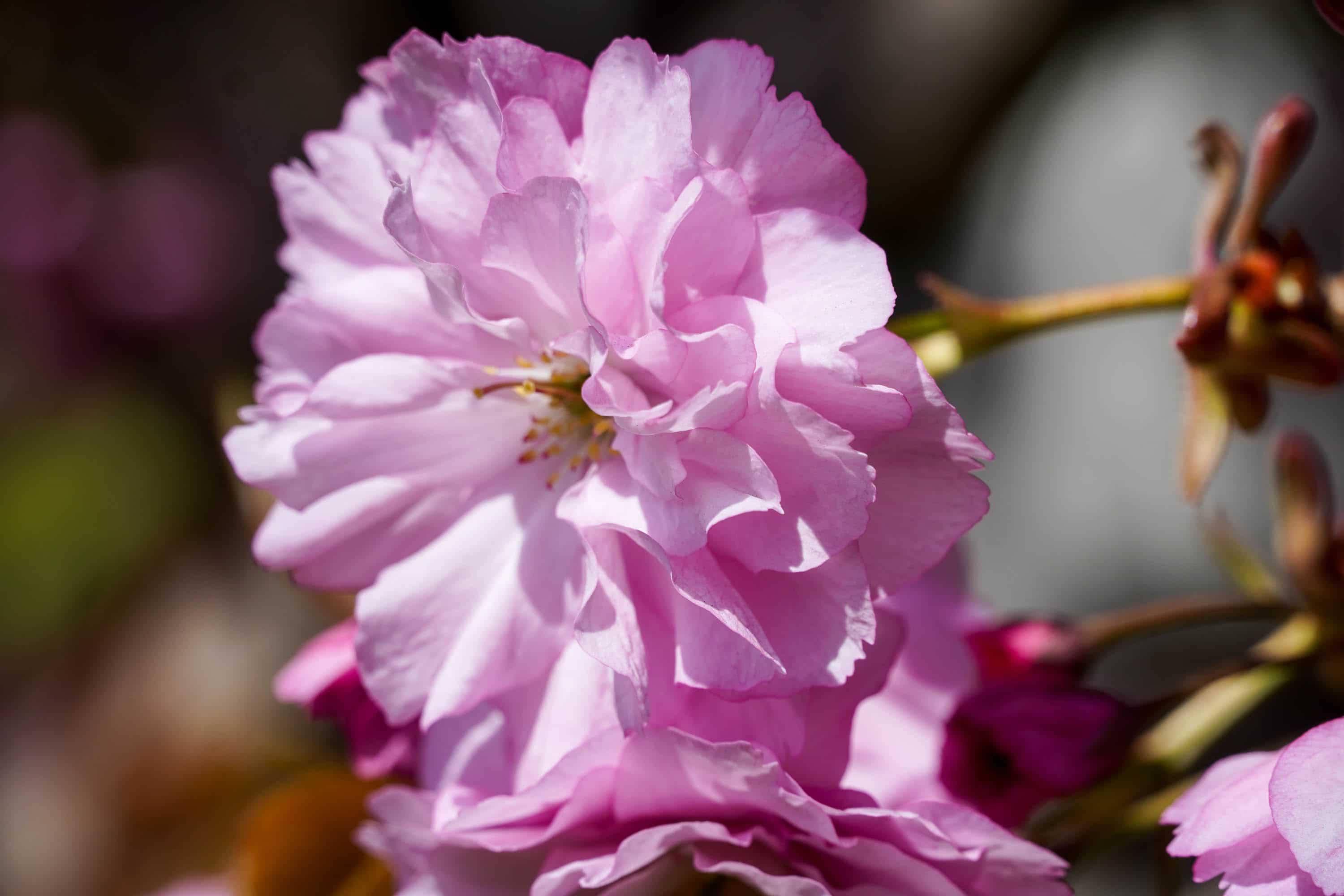 Ужгород готується до пишного цвітіння сакур