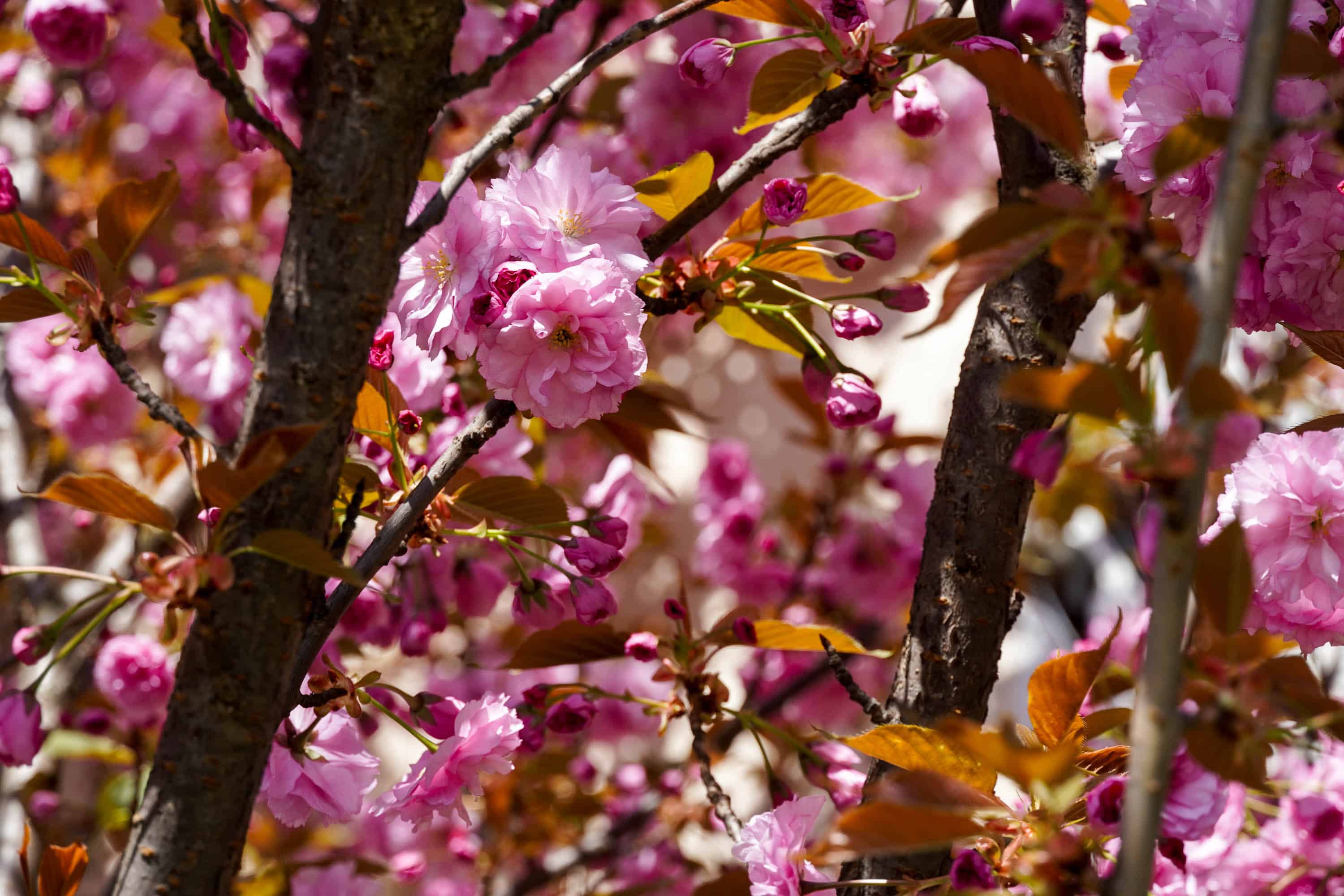 Ужгород готується до пишного цвітіння сакур