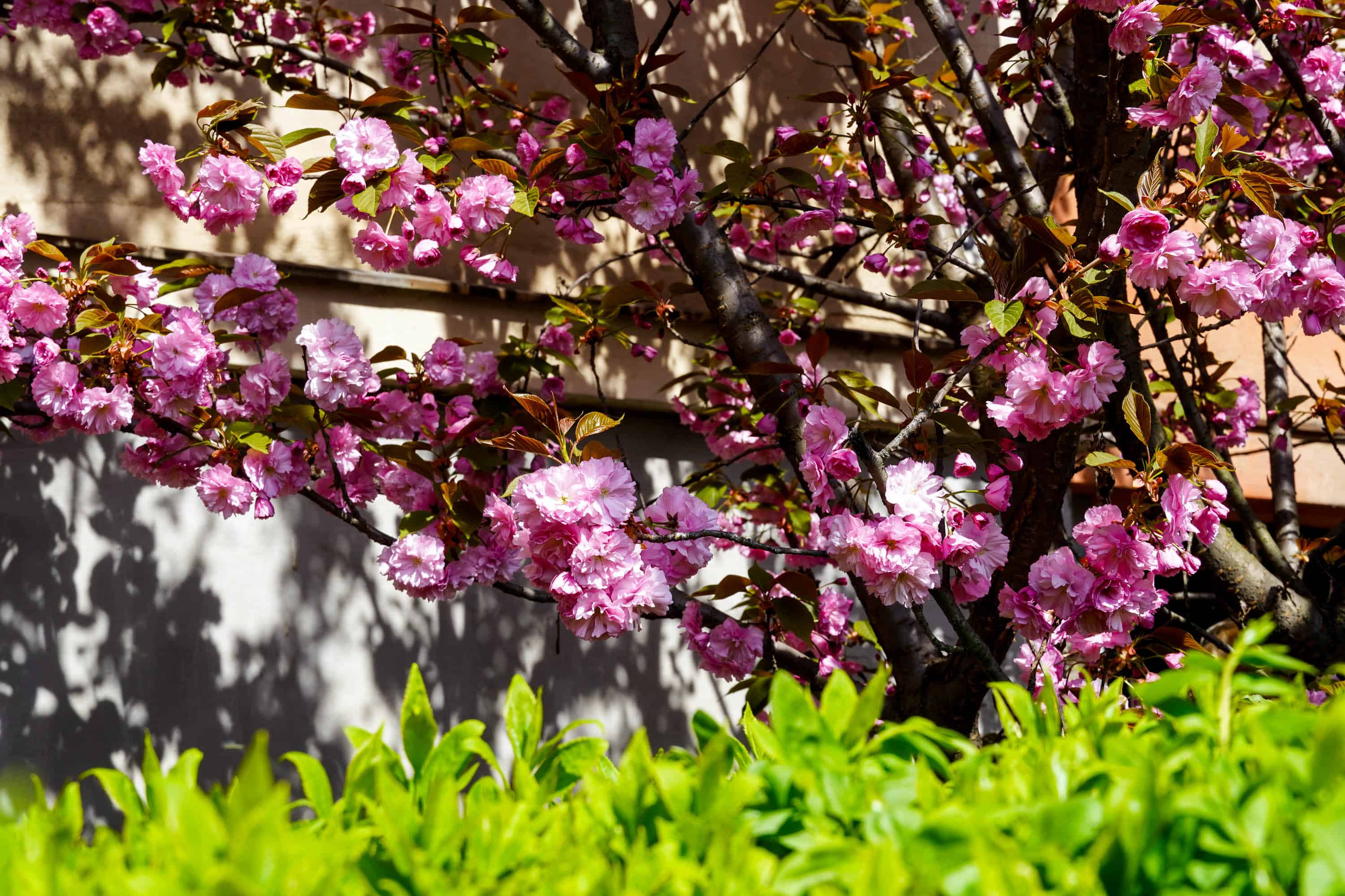 Ужгород готується до пишного цвітіння сакур