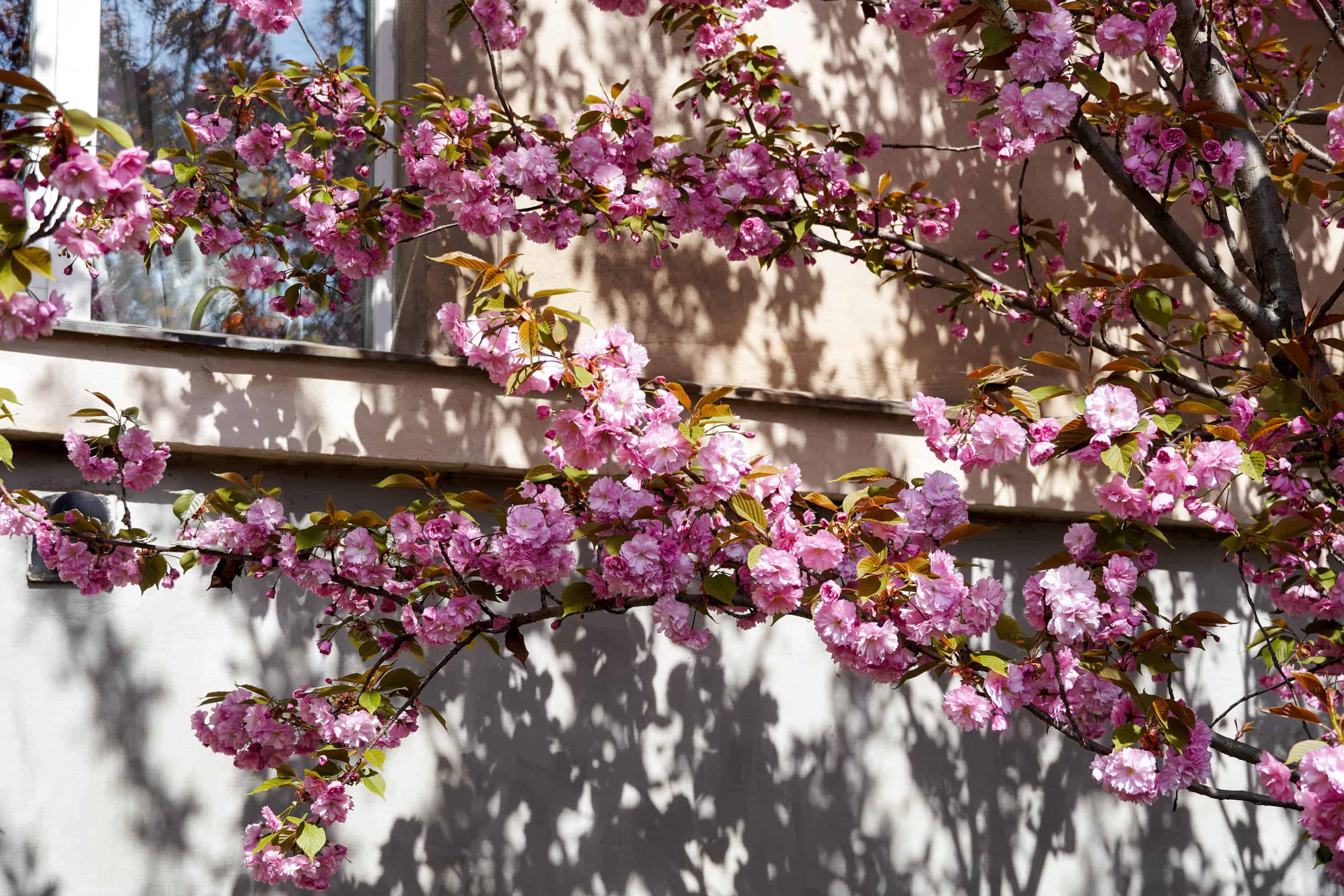 Ужгород готується до пишного цвітіння сакур