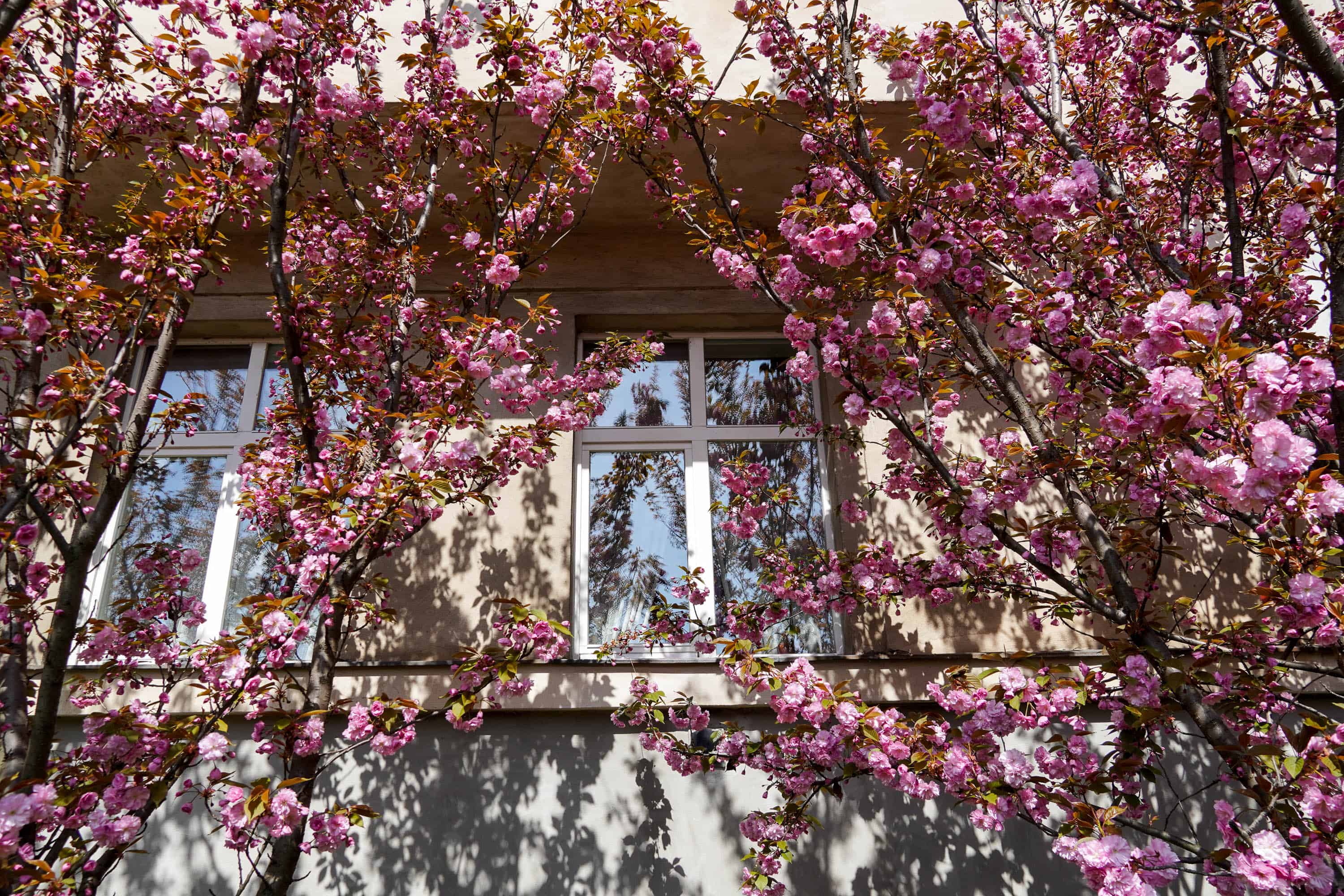 Ужгород готується до пишного цвітіння сакур