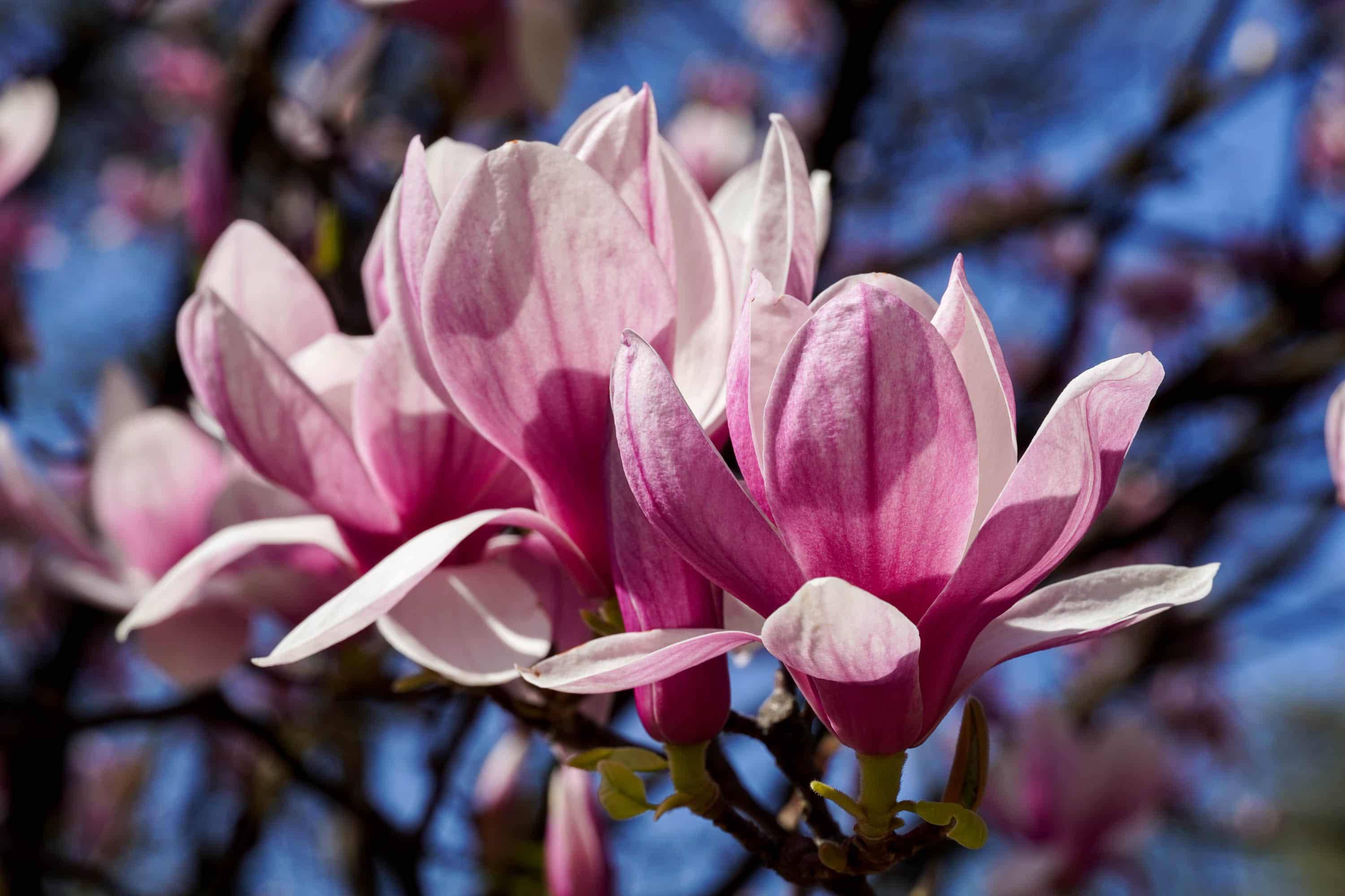 Ужгород готується до пишного цвітіння сакур