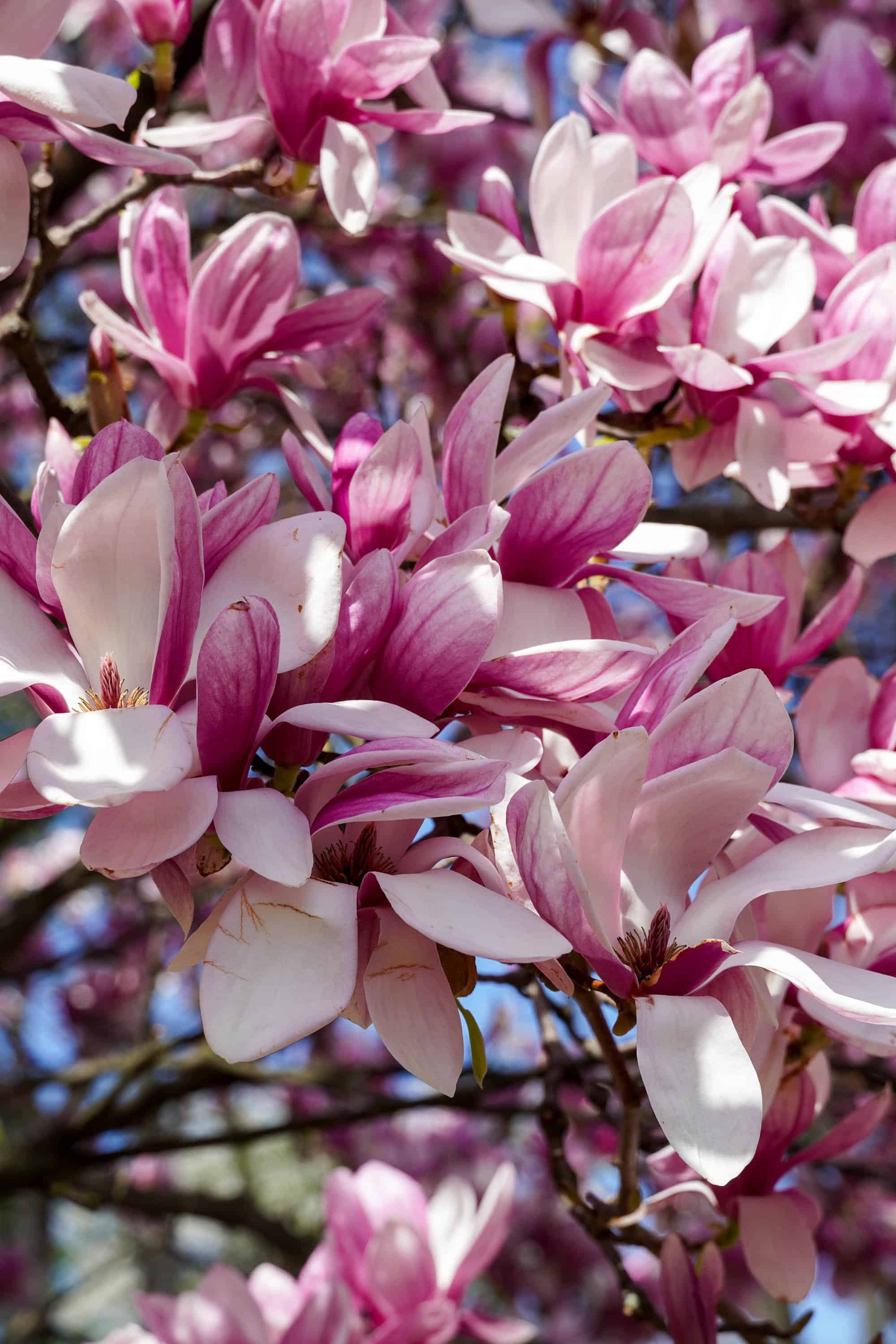 Ужгород готується до пишного цвітіння сакур