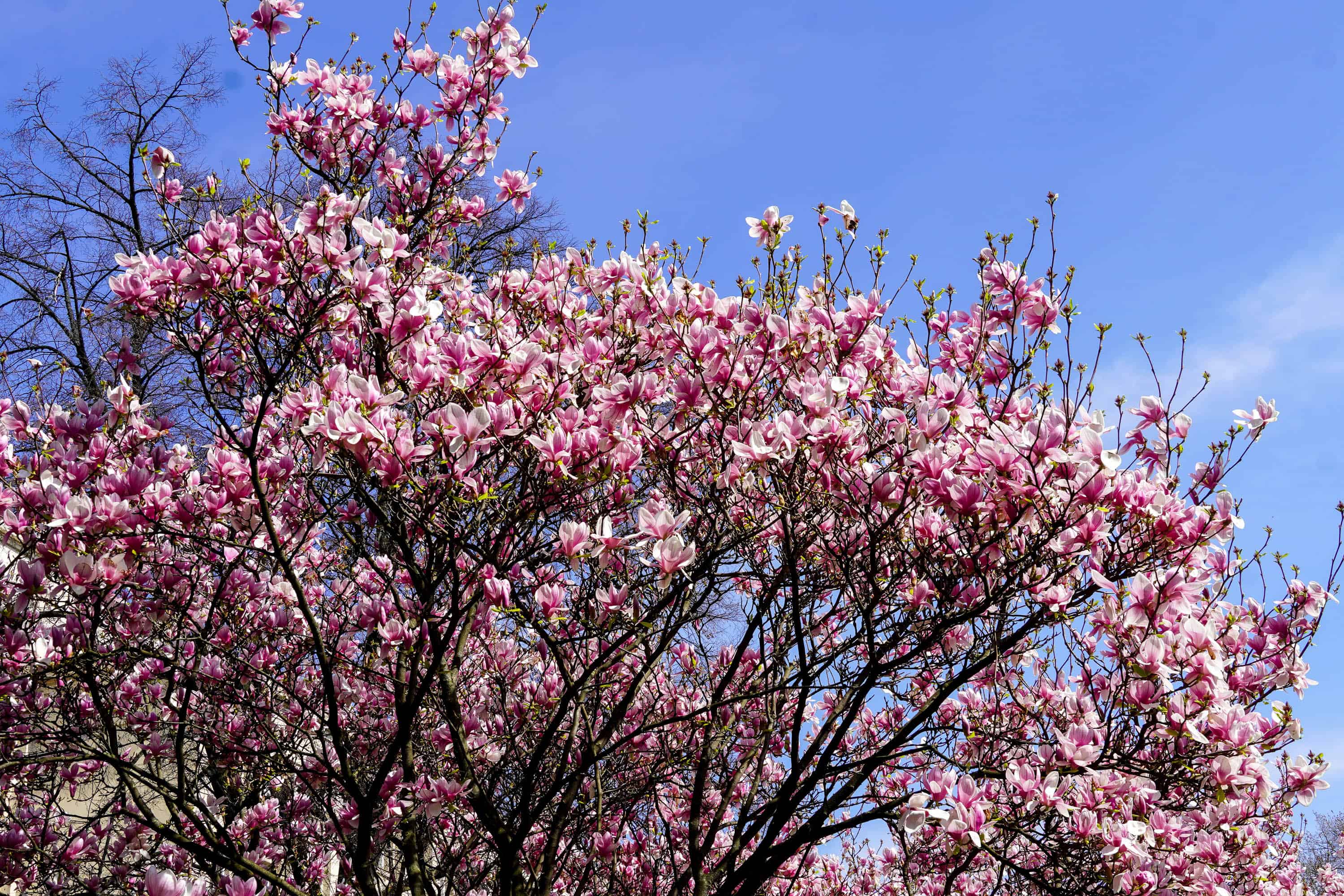 Ужгород готується до пишного цвітіння сакур