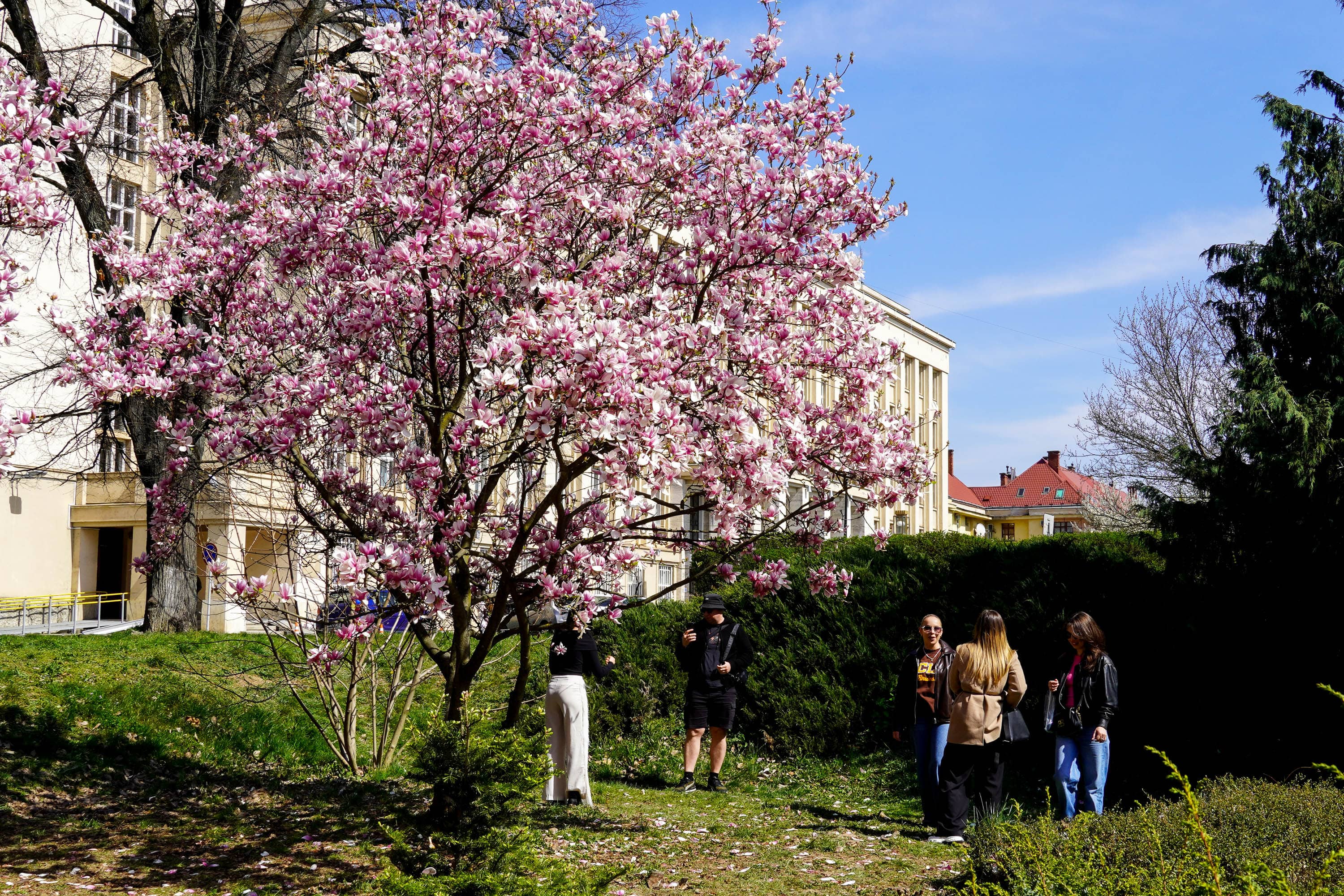 Ужгород готується до пишного цвітіння сакур