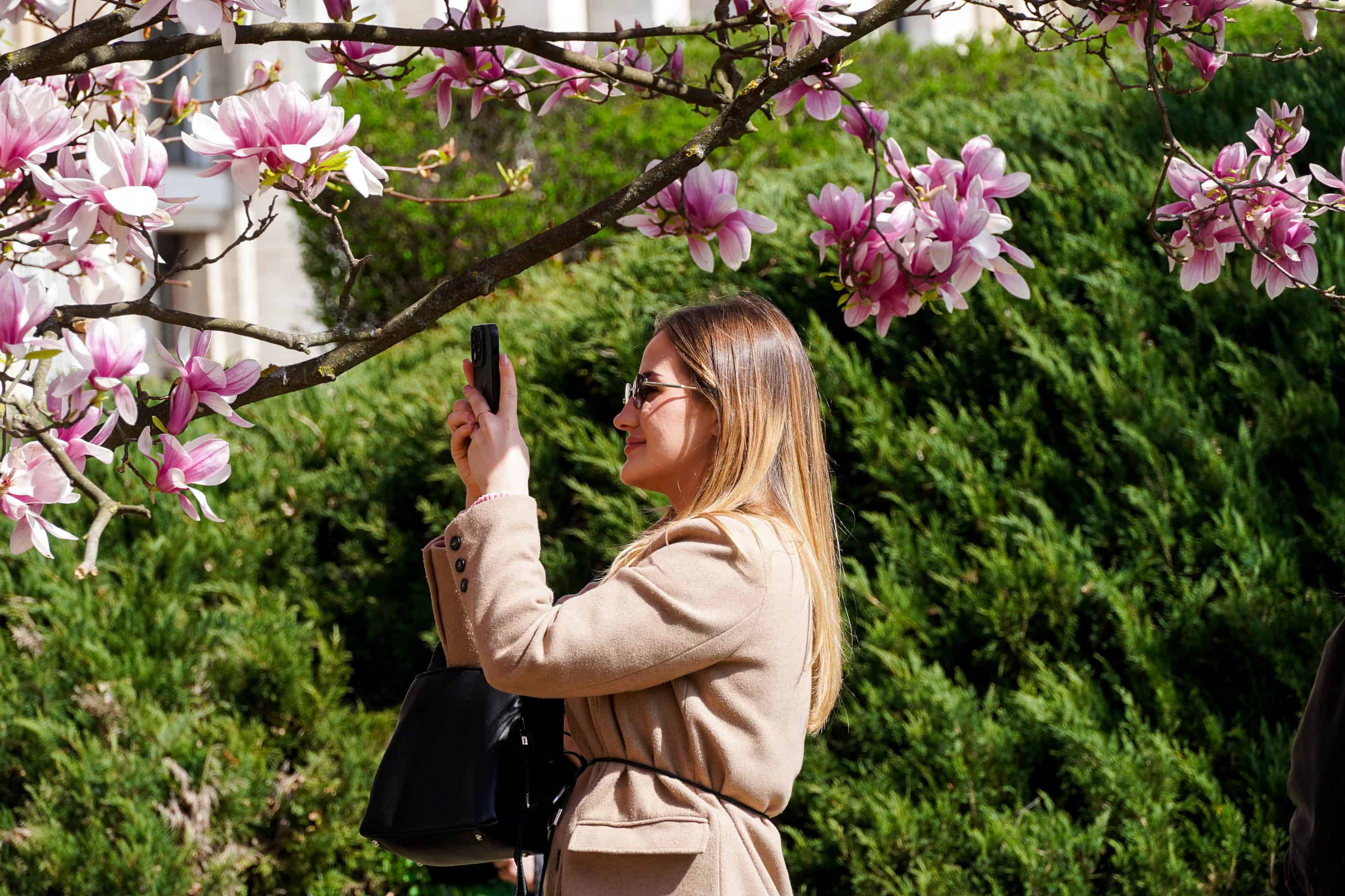 Ужгород готується до пишного цвітіння сакур