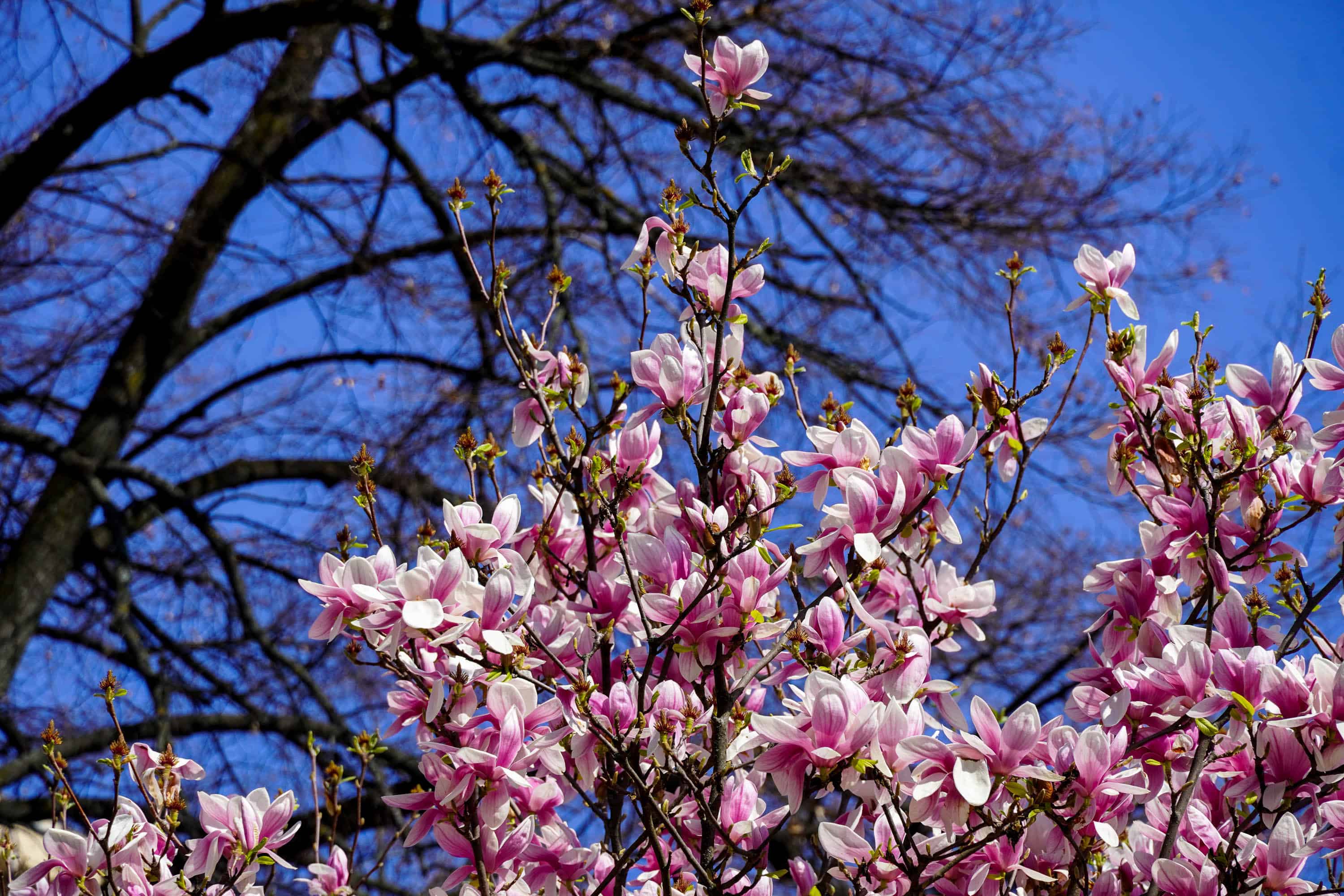 Ужгород готується до пишного цвітіння сакур