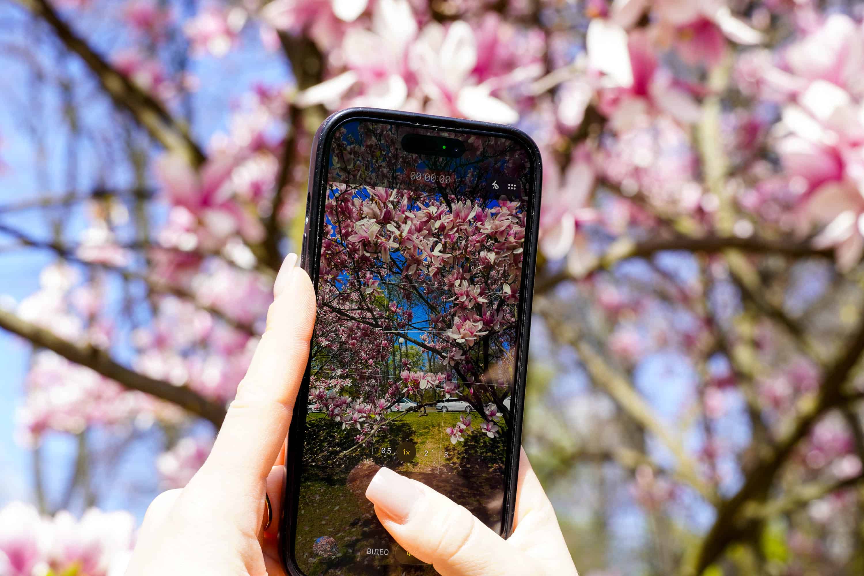 Ужгород готується до пишного цвітіння сакур