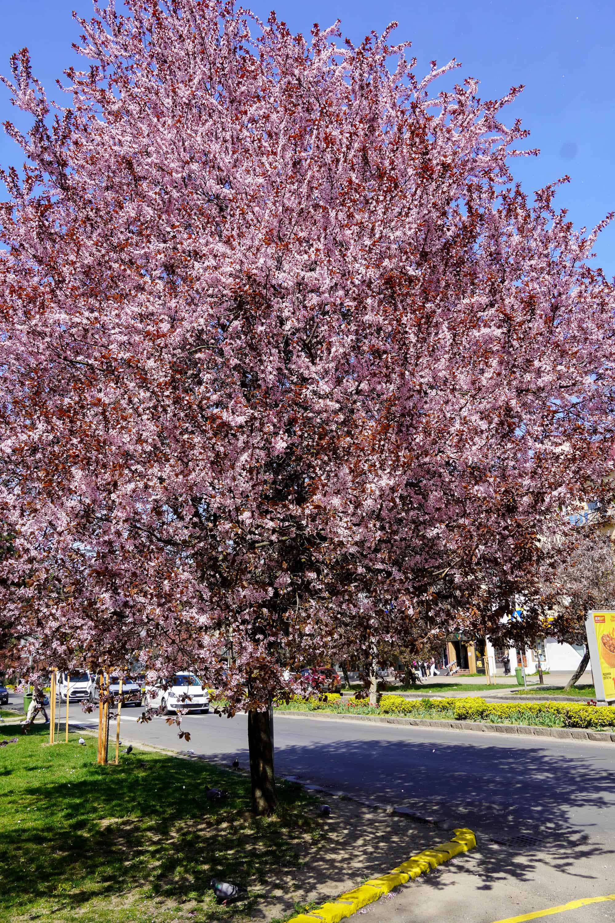 Ужгород готується до пишного цвітіння сакур