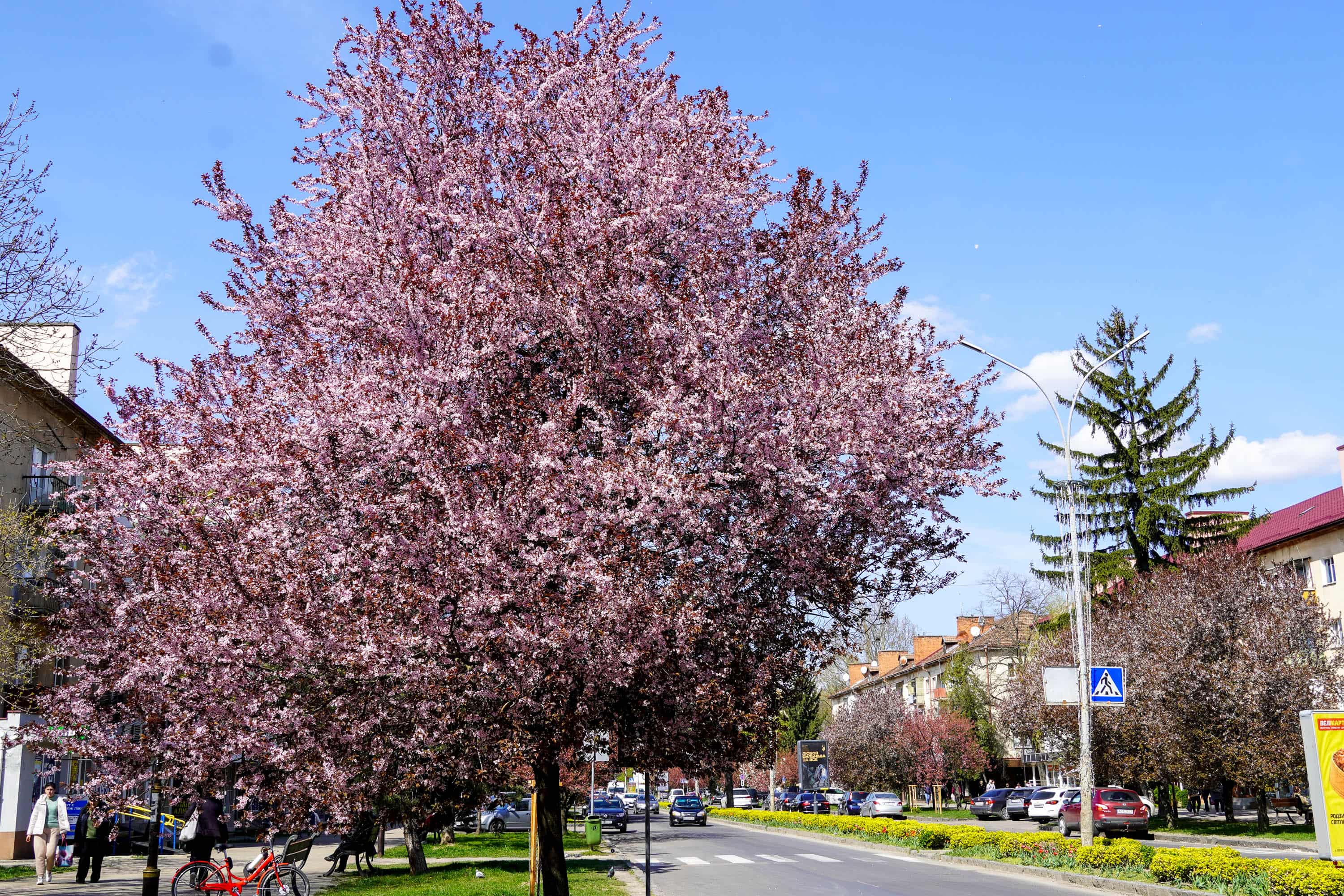 Ужгород готується до пишного цвітіння сакур