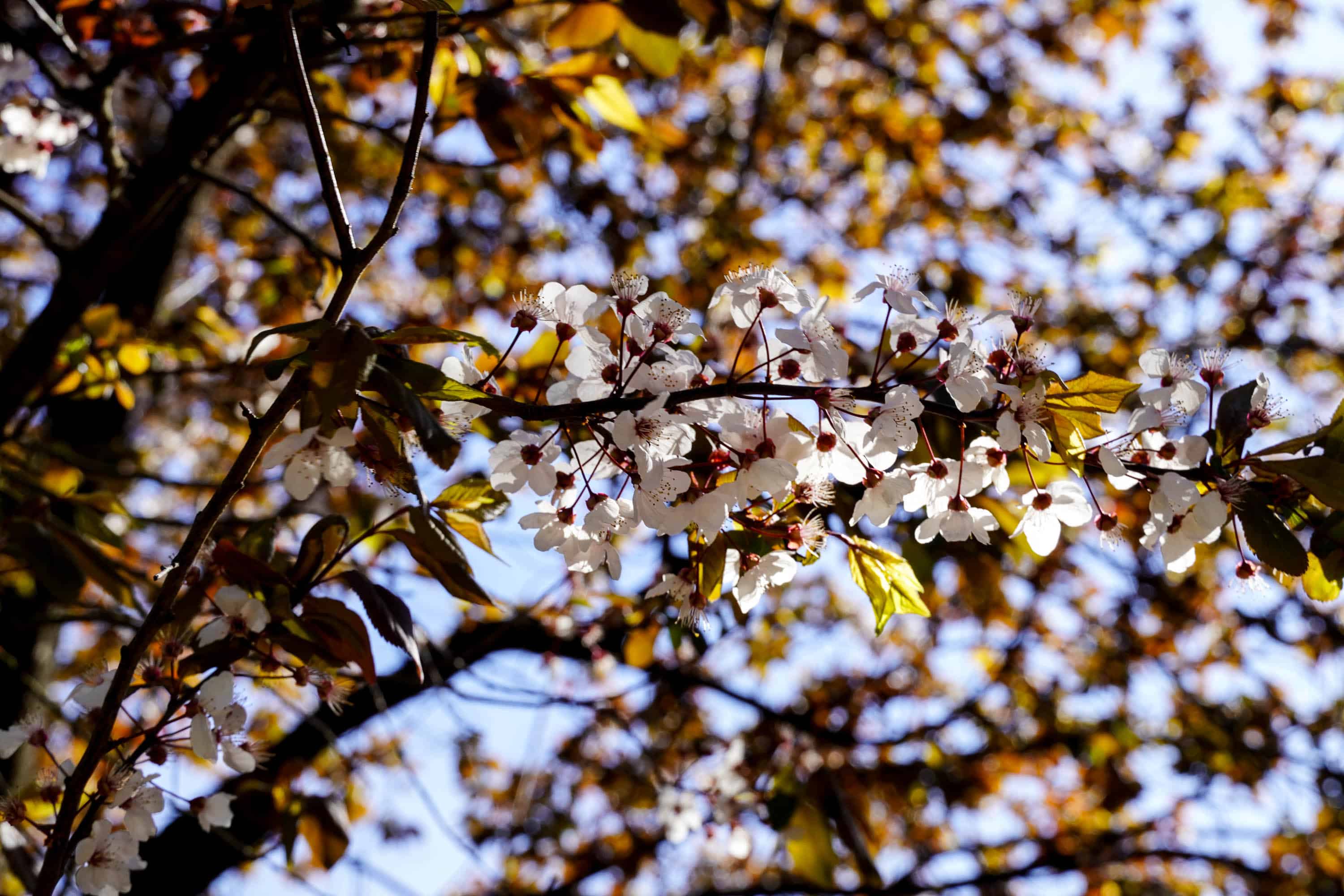 Ужгород готується до пишного цвітіння сакур
