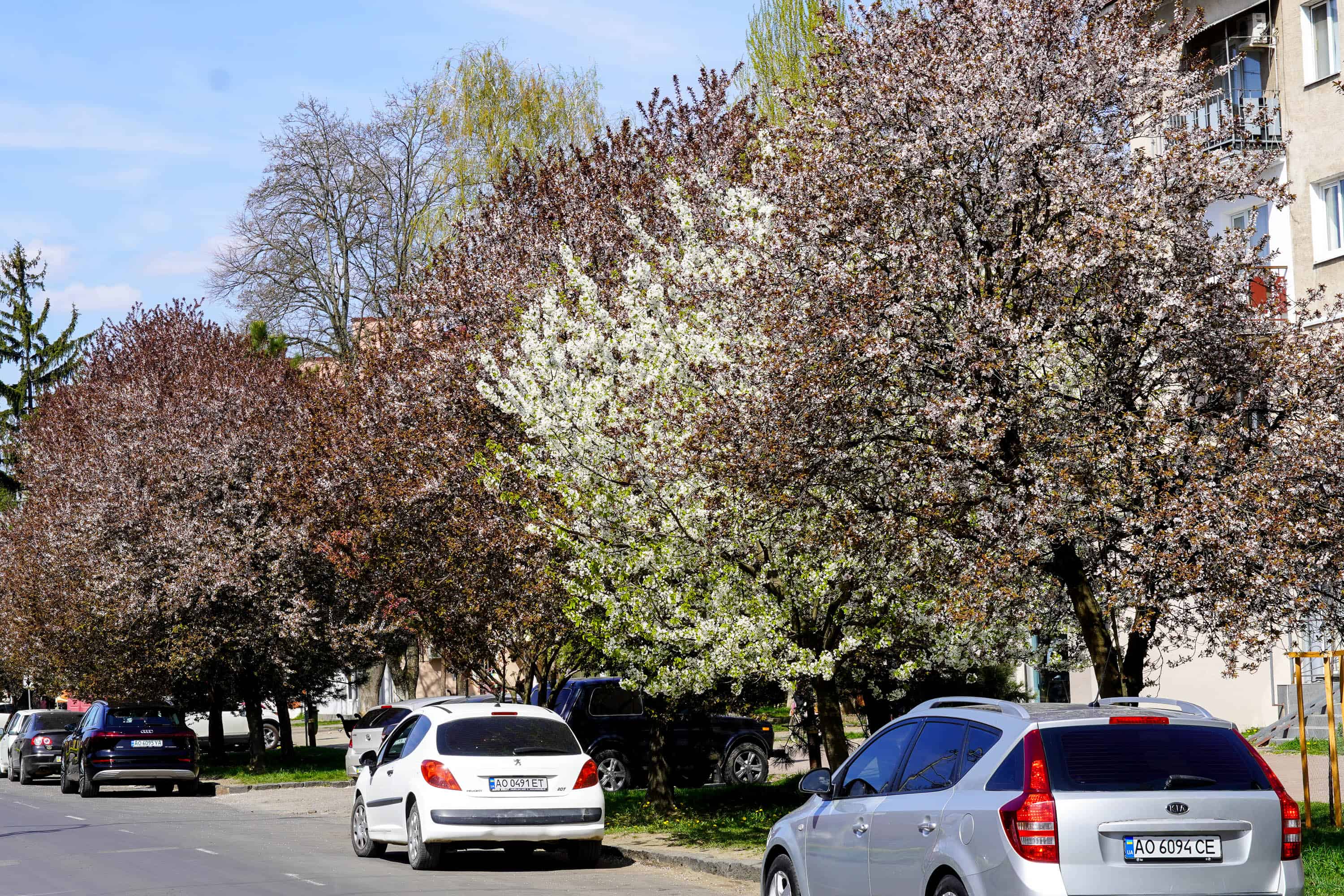 Ужгород готується до пишного цвітіння сакур