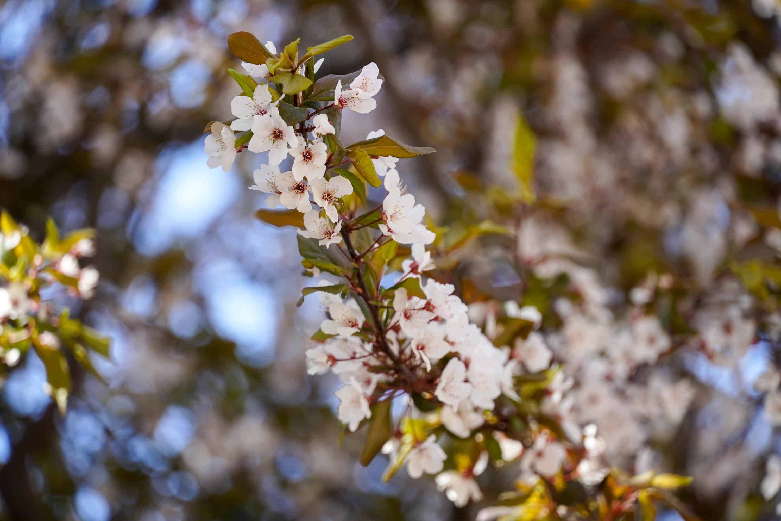 Ужгород готується до пишного цвітіння сакур