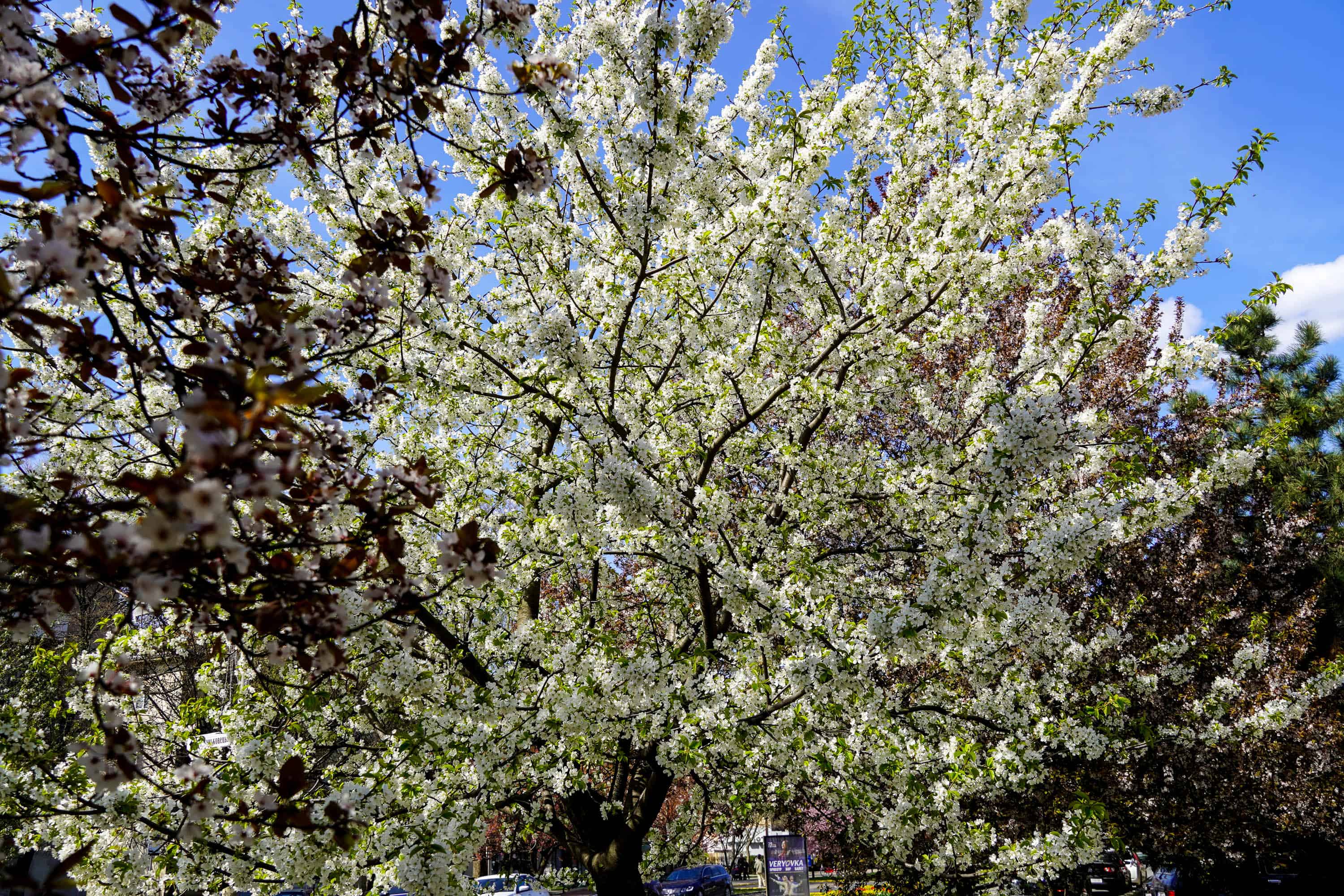 Ужгород готується до пишного цвітіння сакур