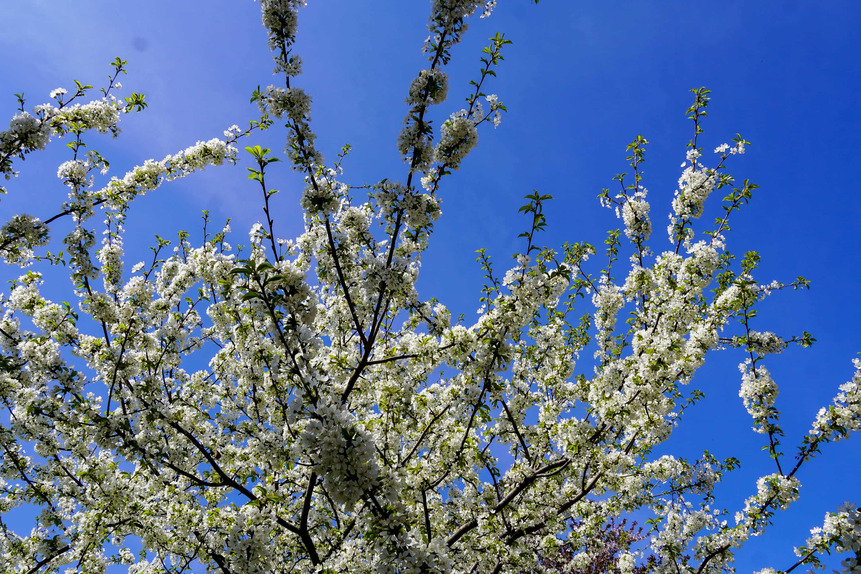 Ужгород готується до пишного цвітіння сакур