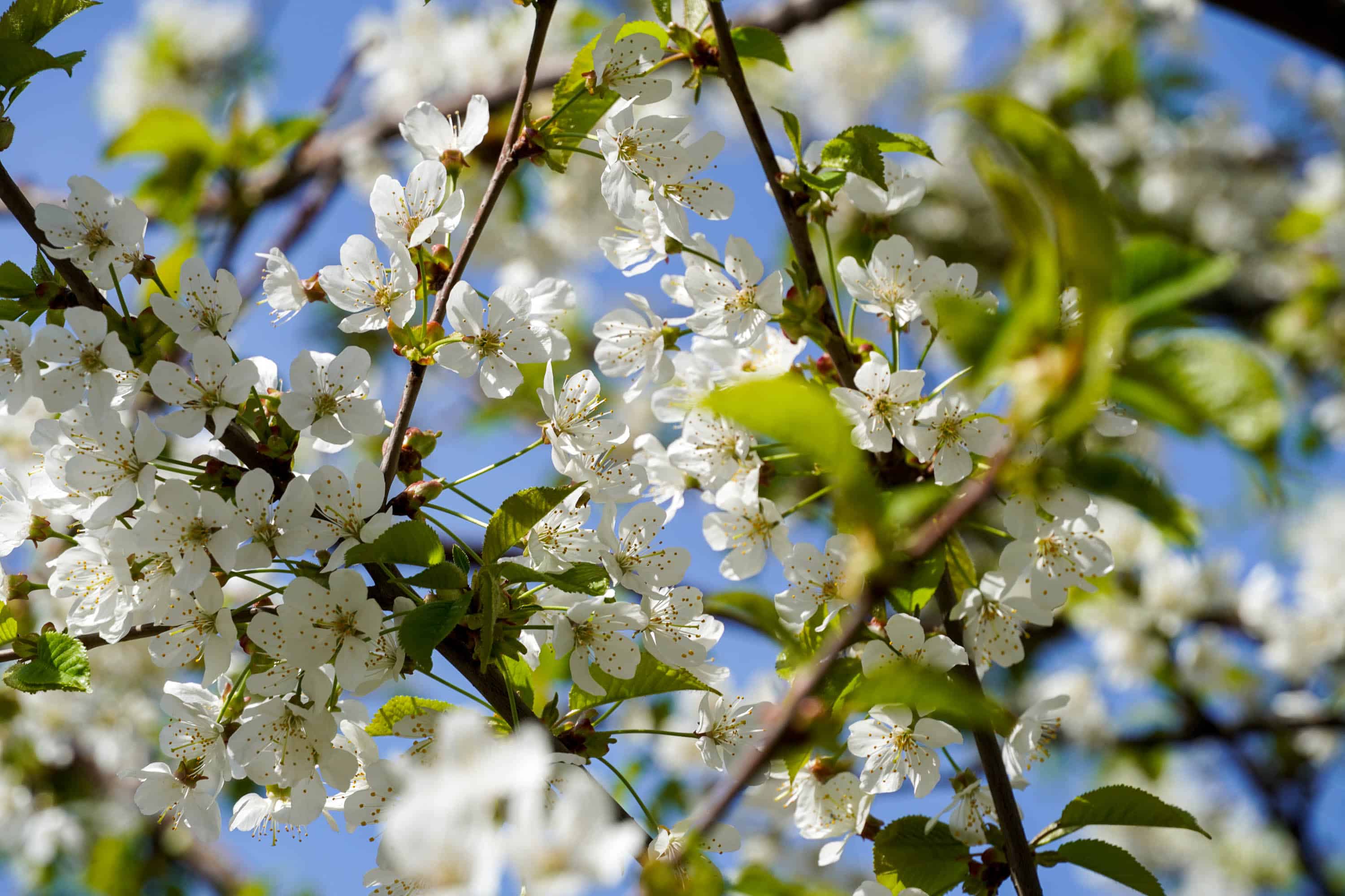 Ужгород готується до пишного цвітіння сакур