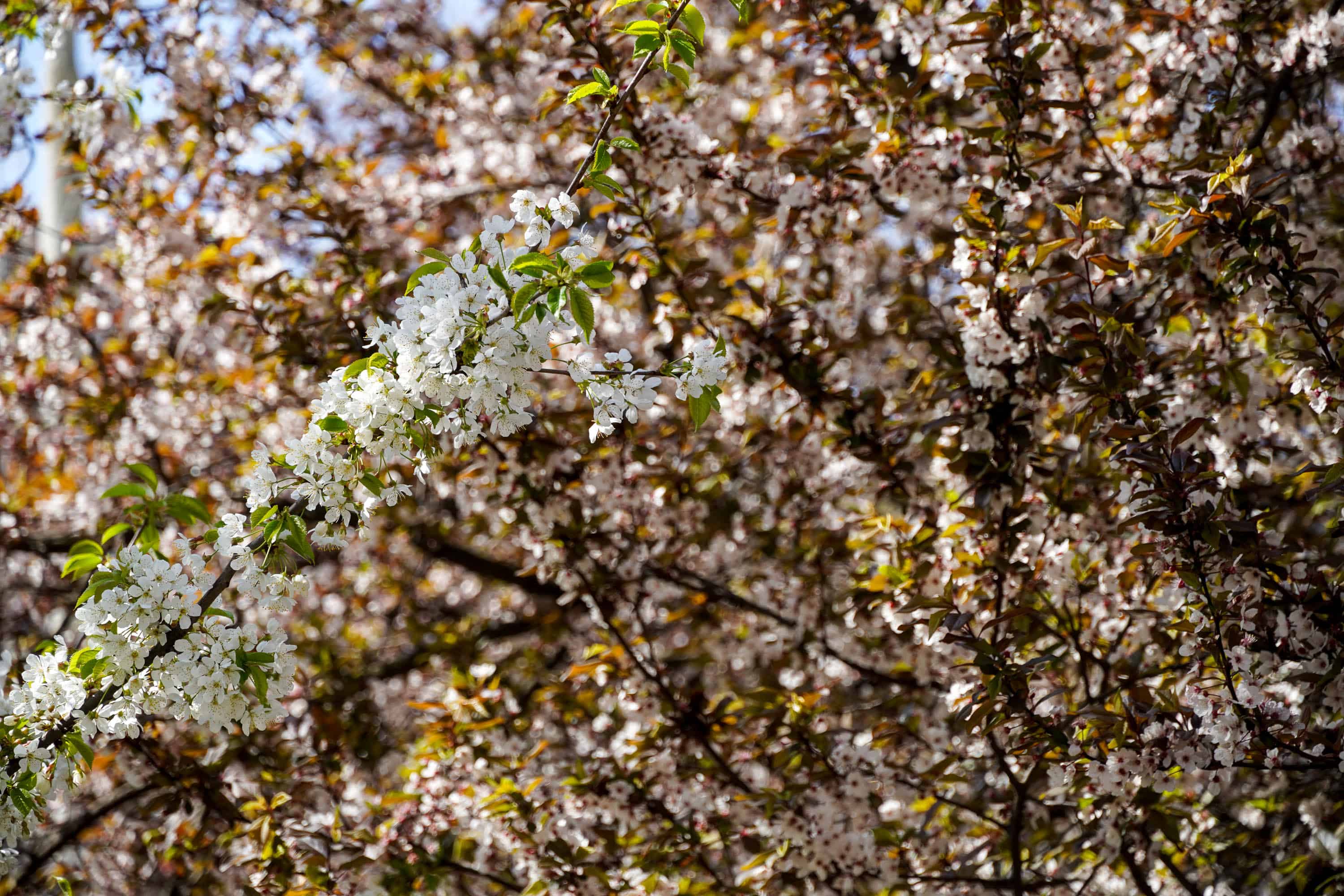 Ужгород готується до пишного цвітіння сакур