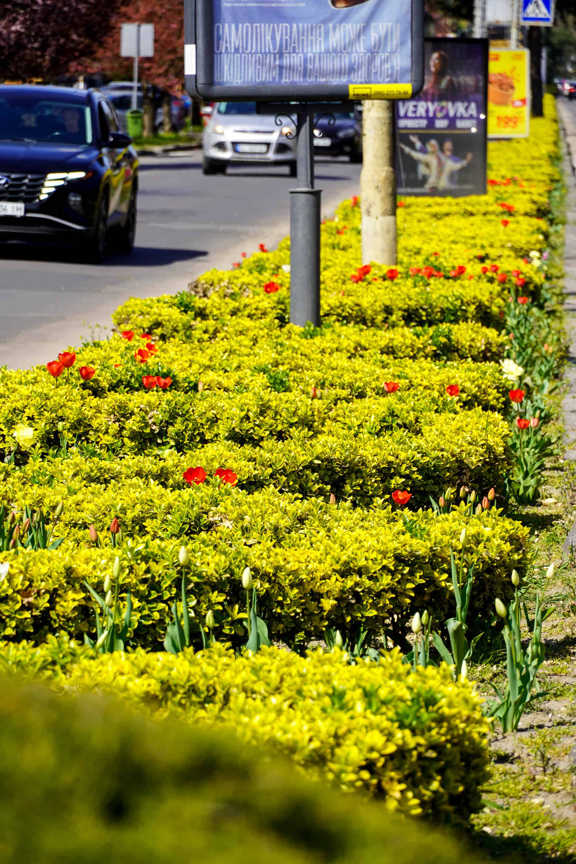 Ужгород готується до пишного цвітіння сакур